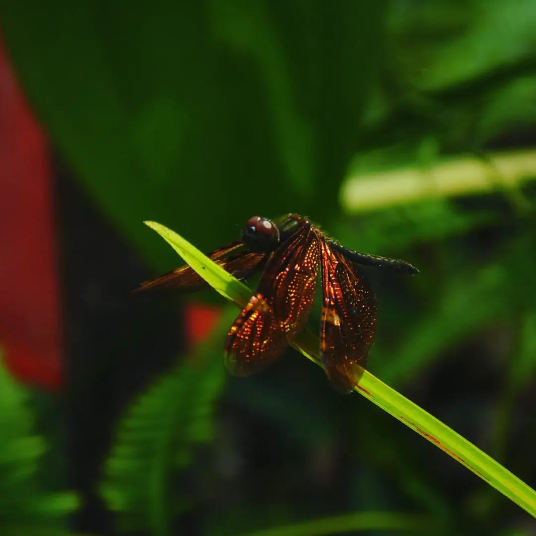 Rhyothemis obsolescens
