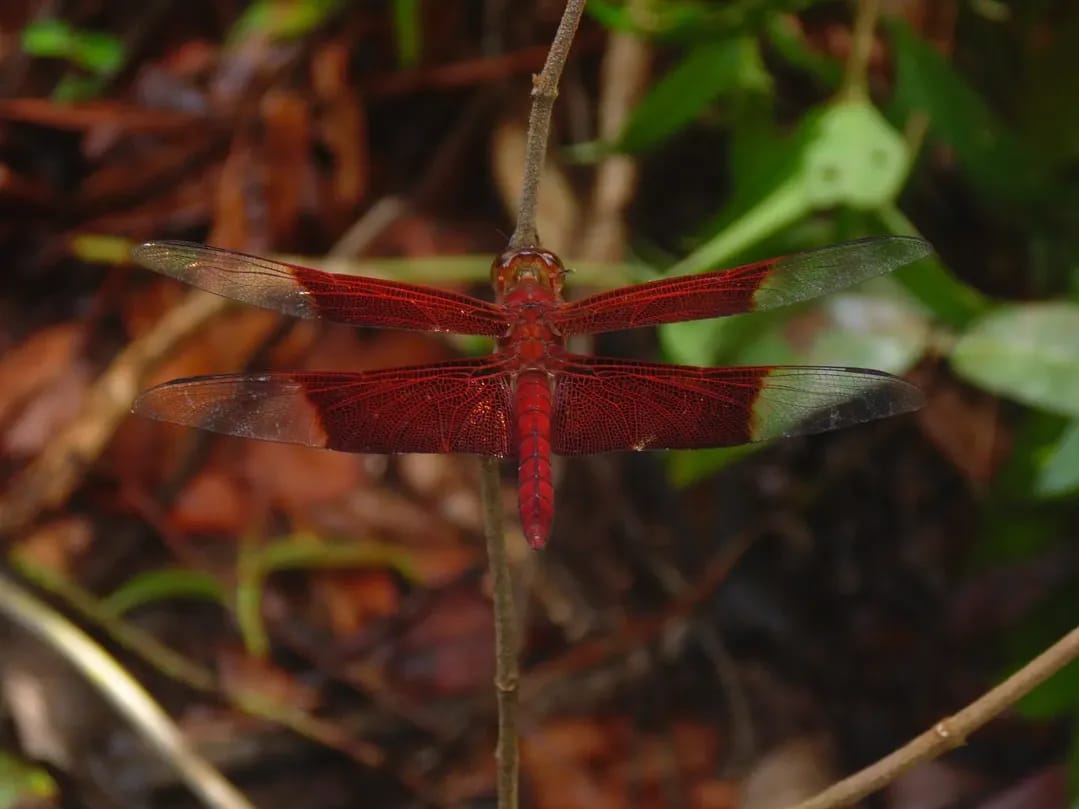 Camacinia gigantea