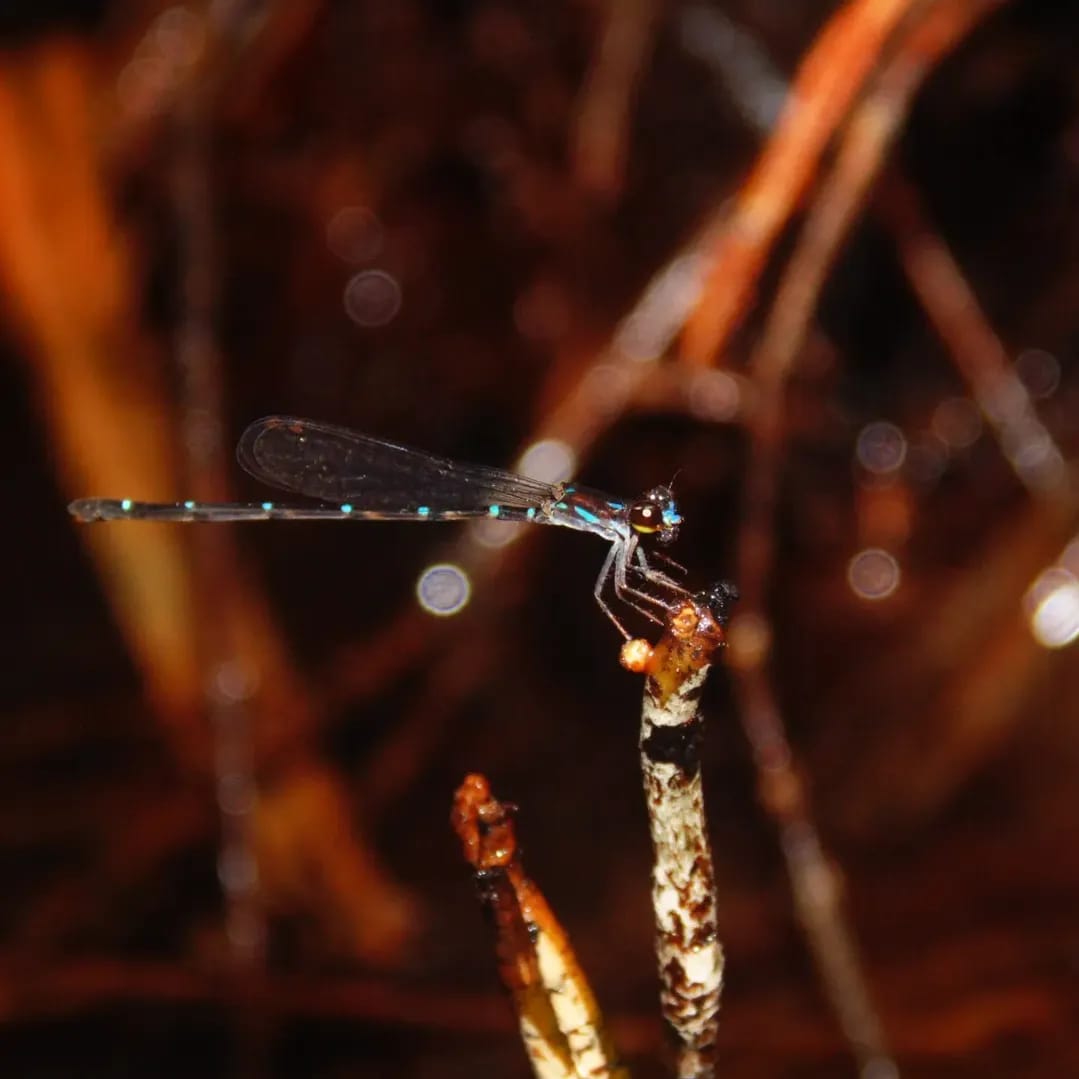 Mortonagrion appendiculatum