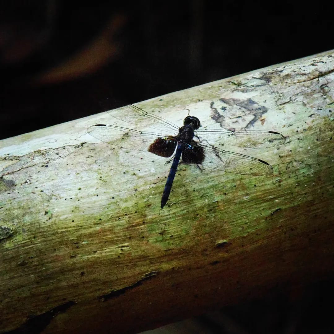 Tyriobapta torrida