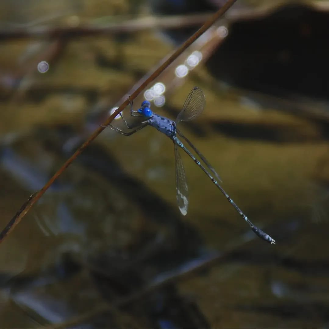 Lestes praemorsus