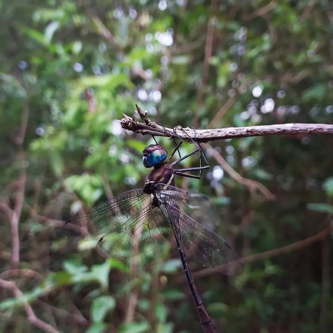 Macromia cincta