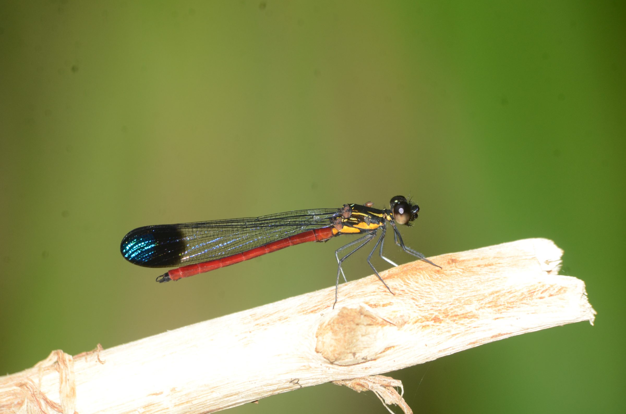 Rhinocypha pagenstecheri