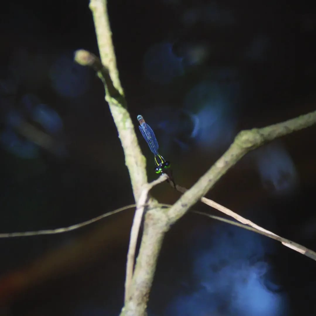 Mortonagrion aborense