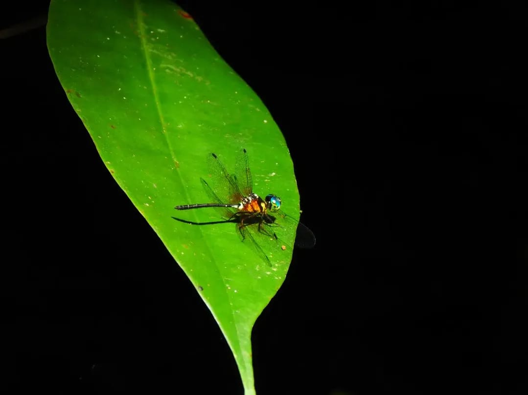 Tetrathemis flavescens