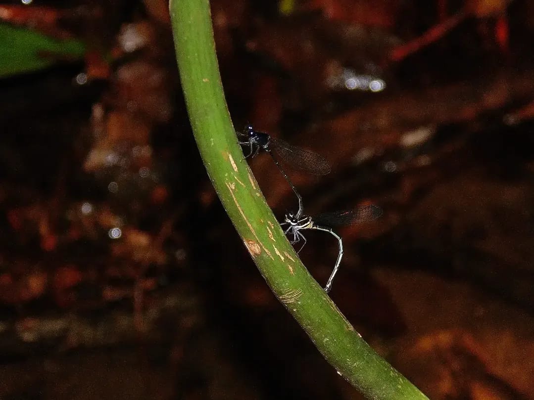 Onychargia atrocyana