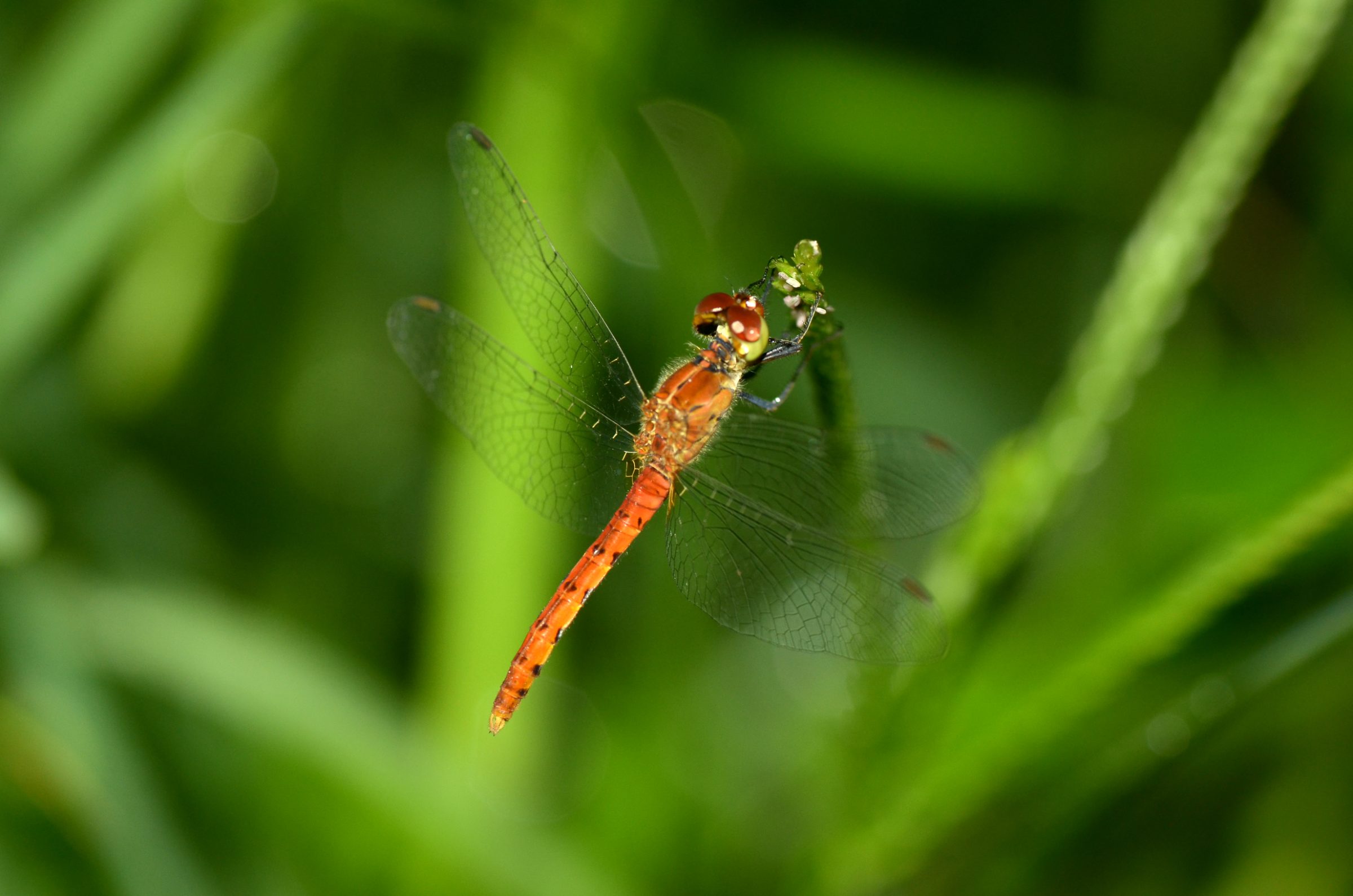 Nannodiplax rubra