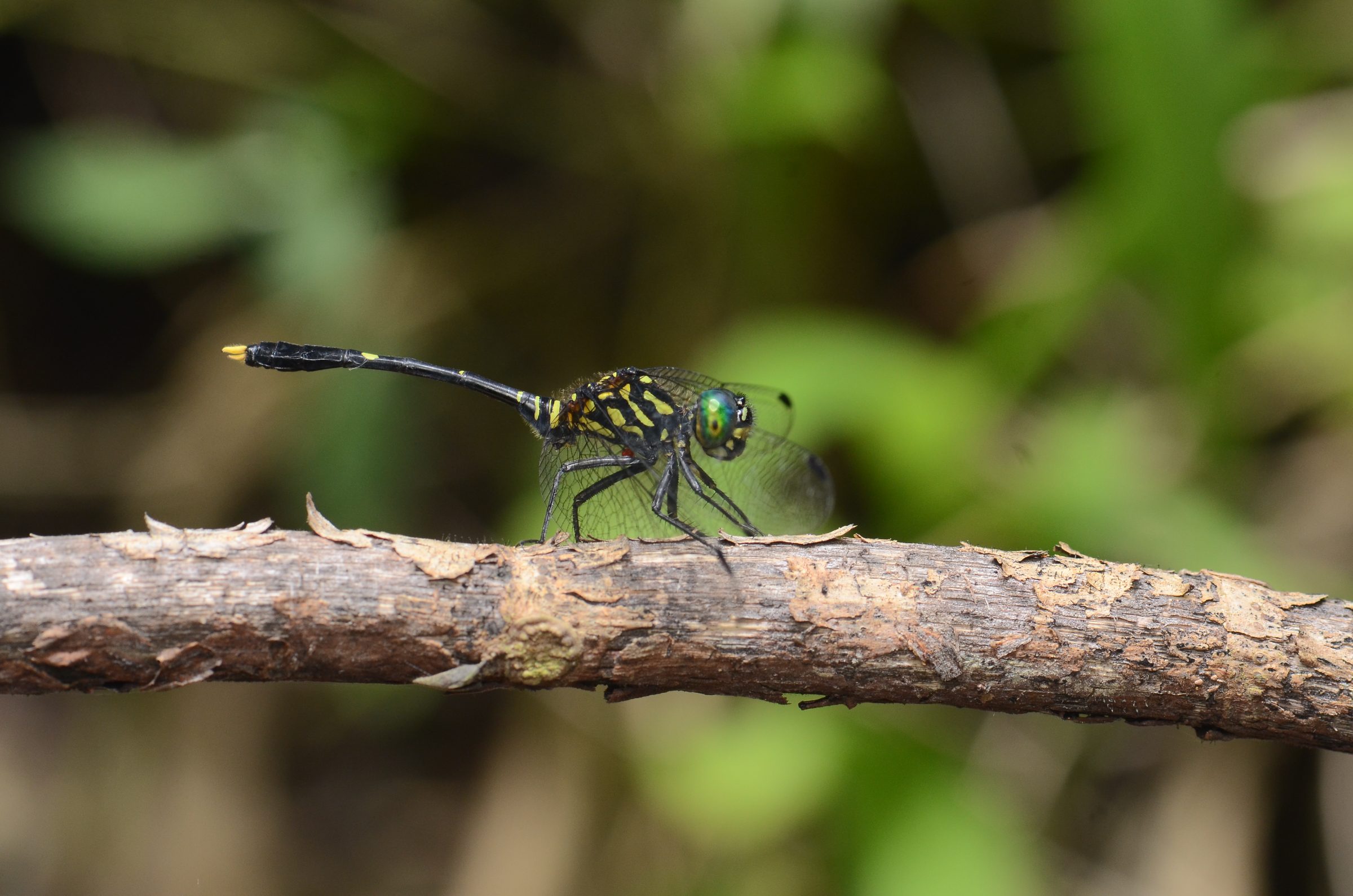 Huonia epinephela