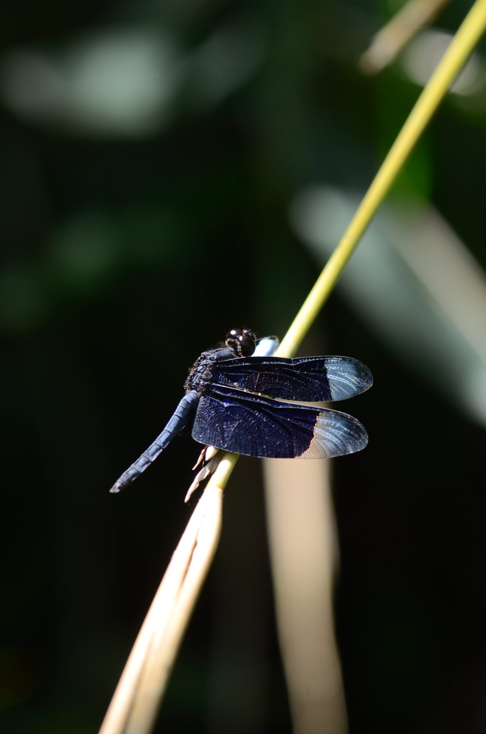 Neurothemis decora