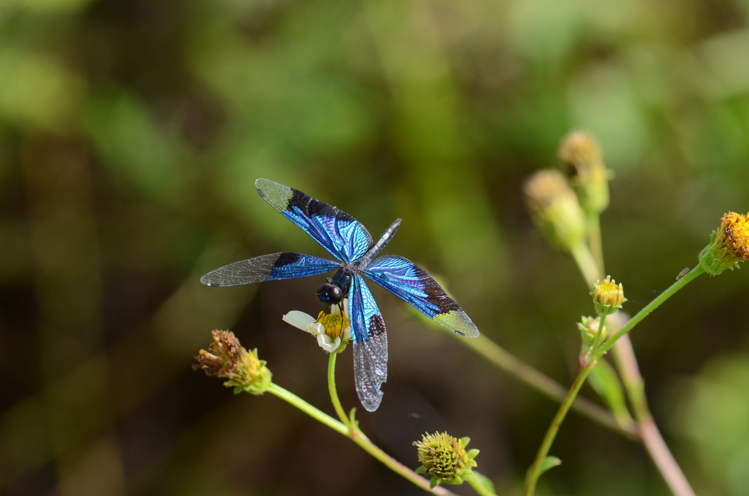 Rhyothemis resplendens