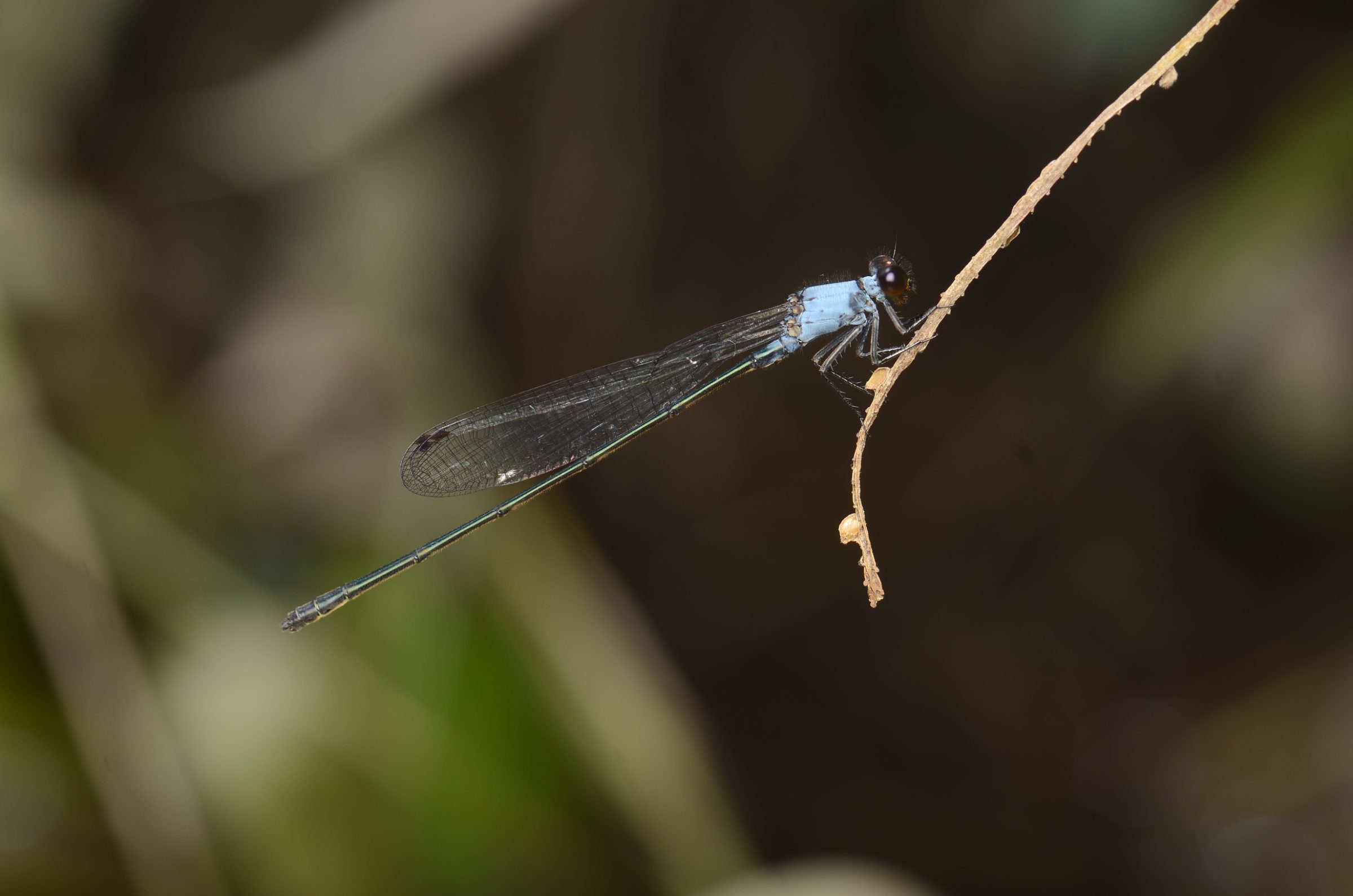 Pseudagrion farinicolle