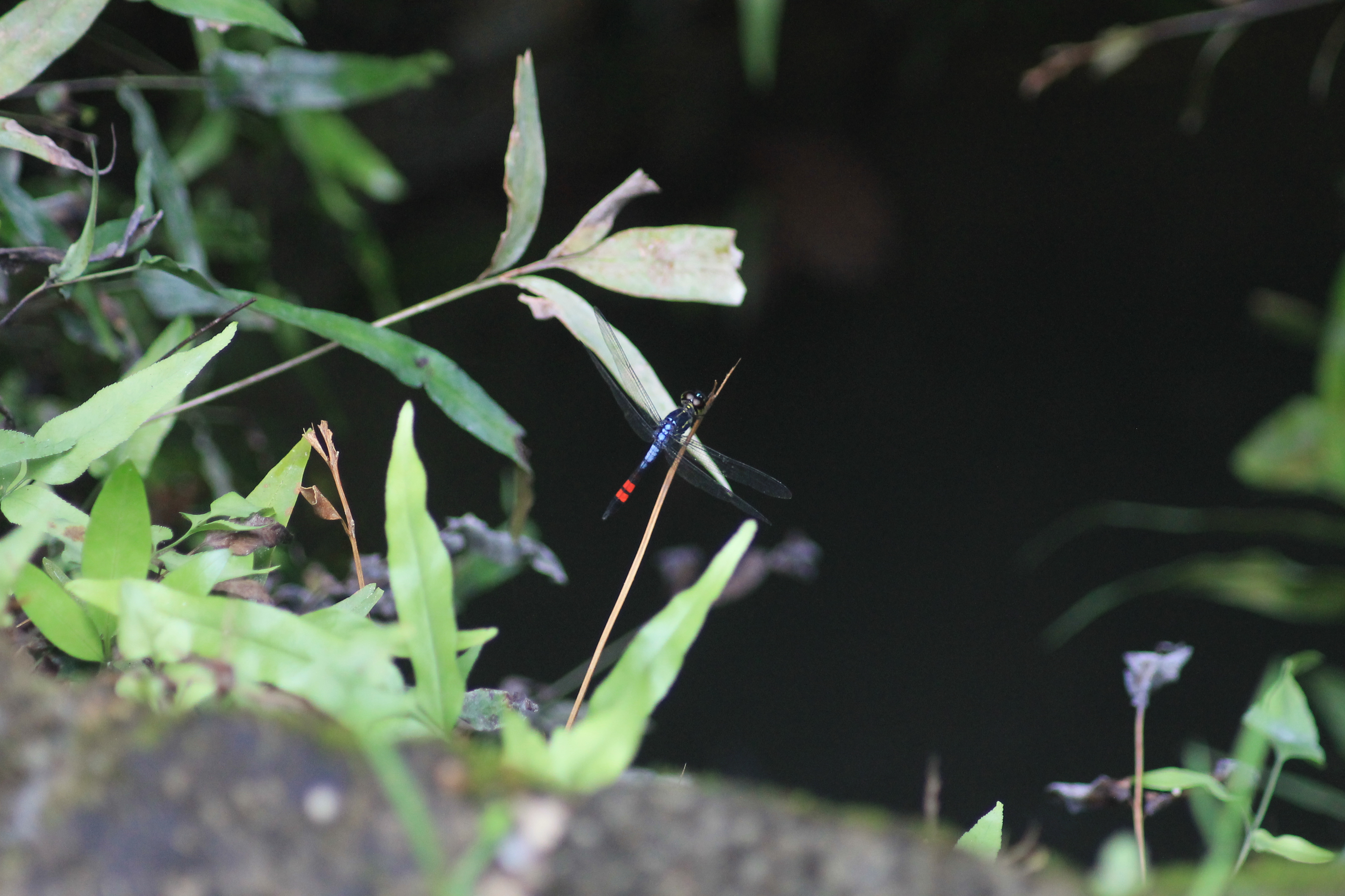 Agrionoptera sexlineata