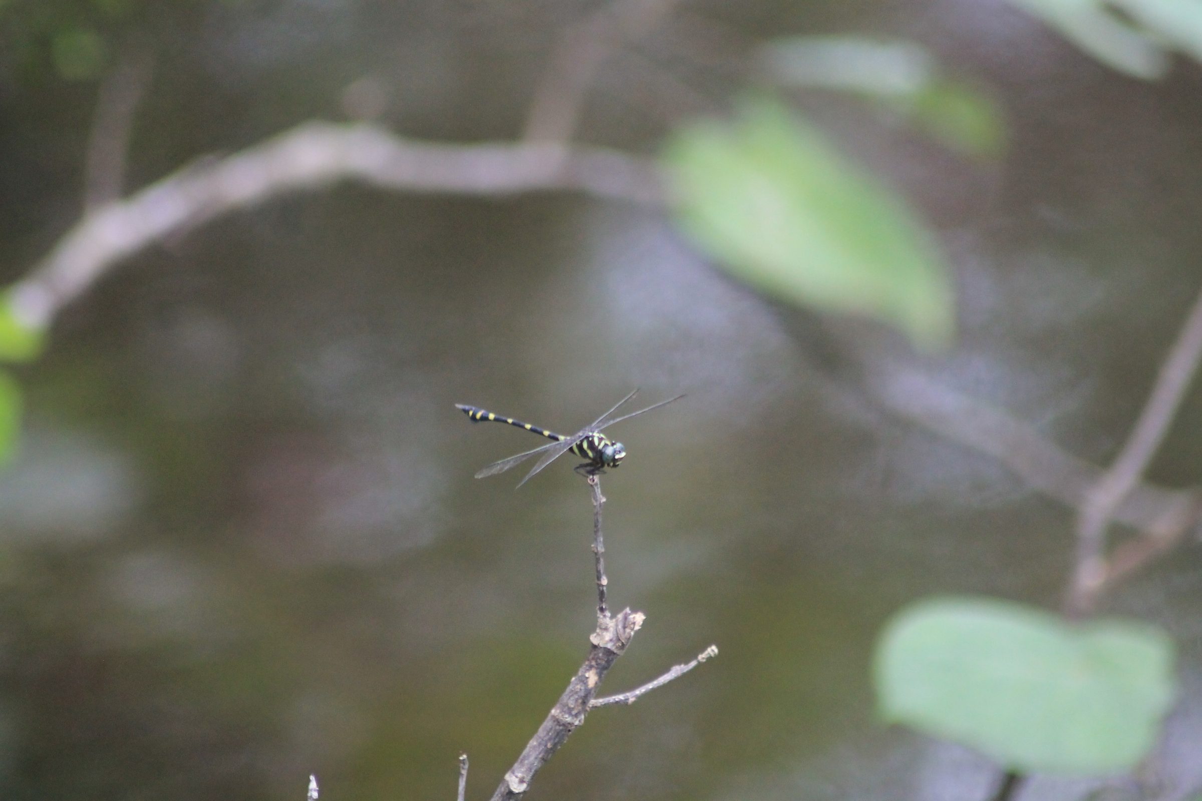 Ictinogomphus decoratus