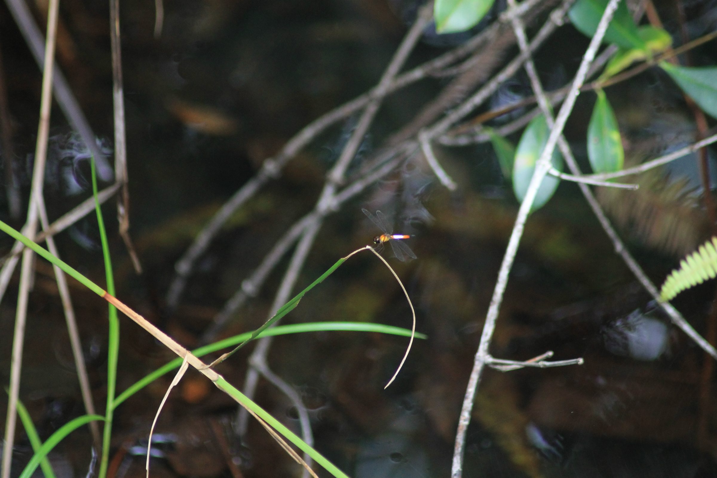 Brachygonia oculata