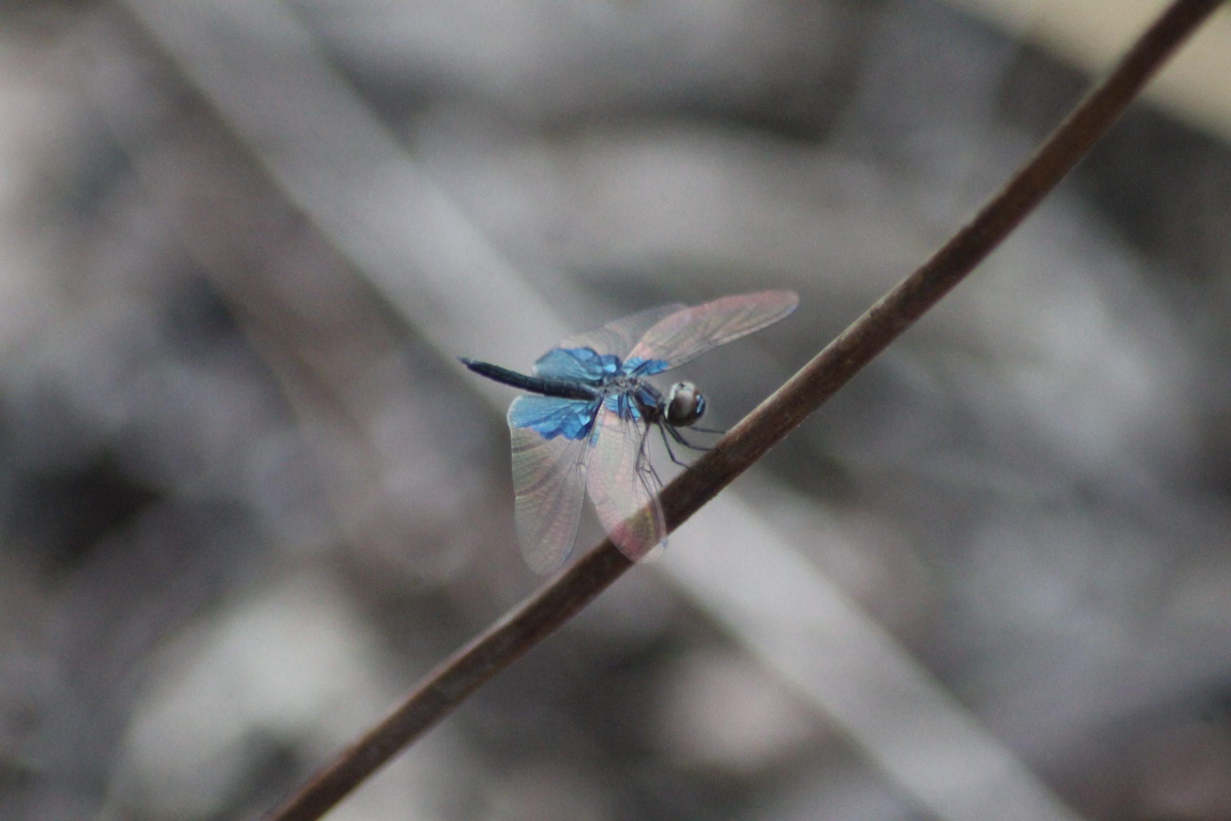 Rhyothemis triangularis
