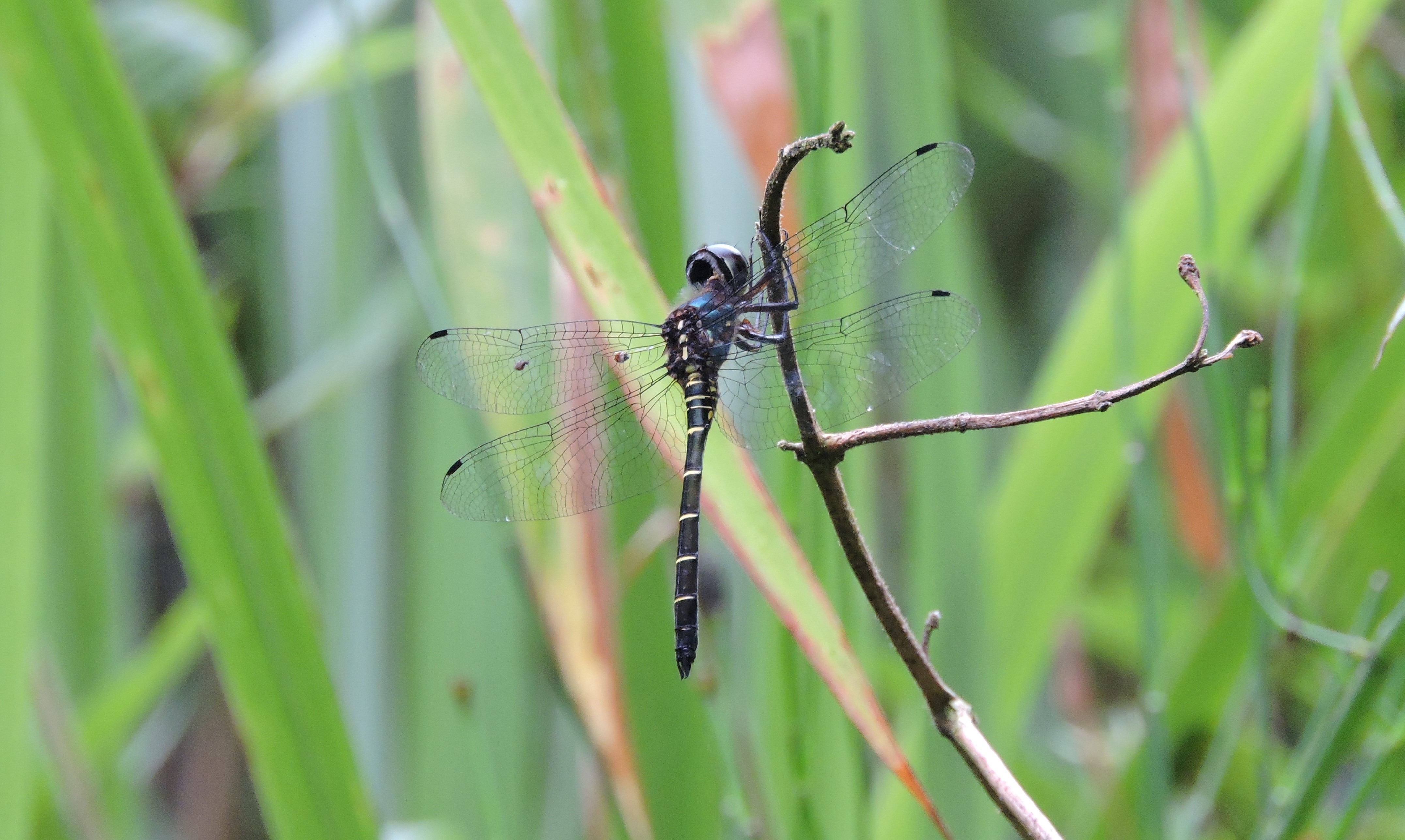 Zygonyx ida