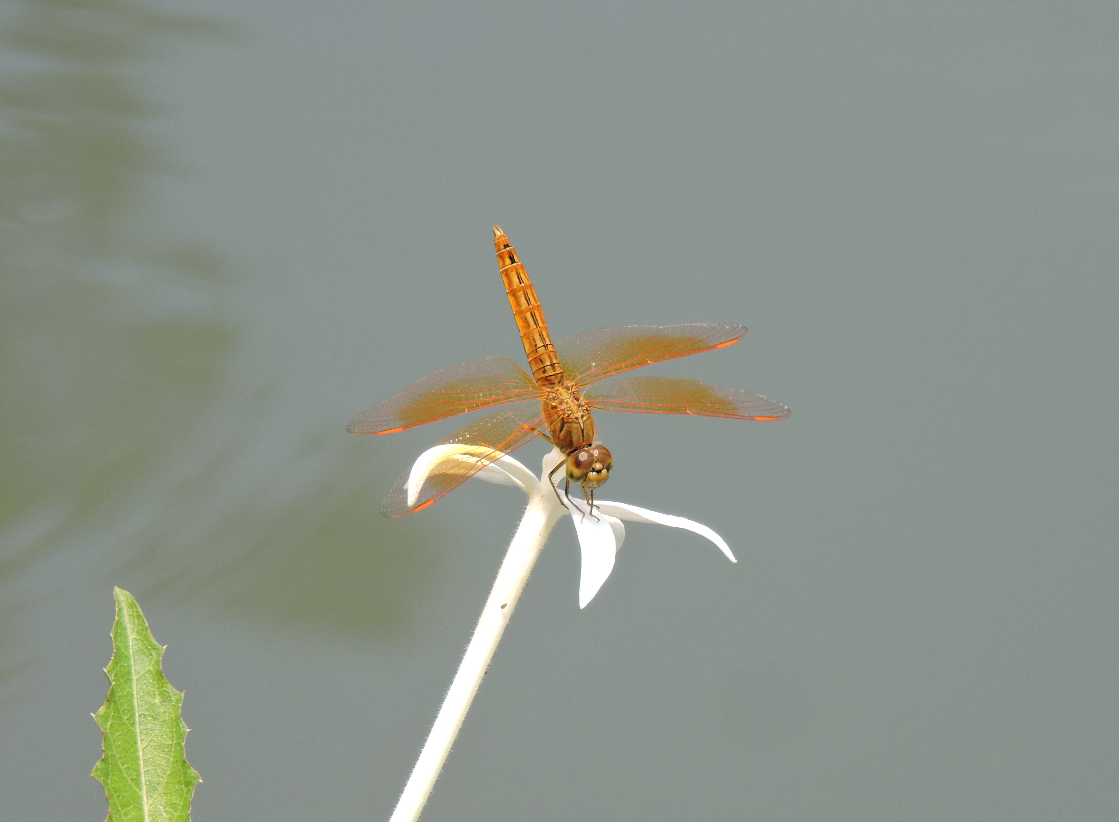 Brachythemis contaminata