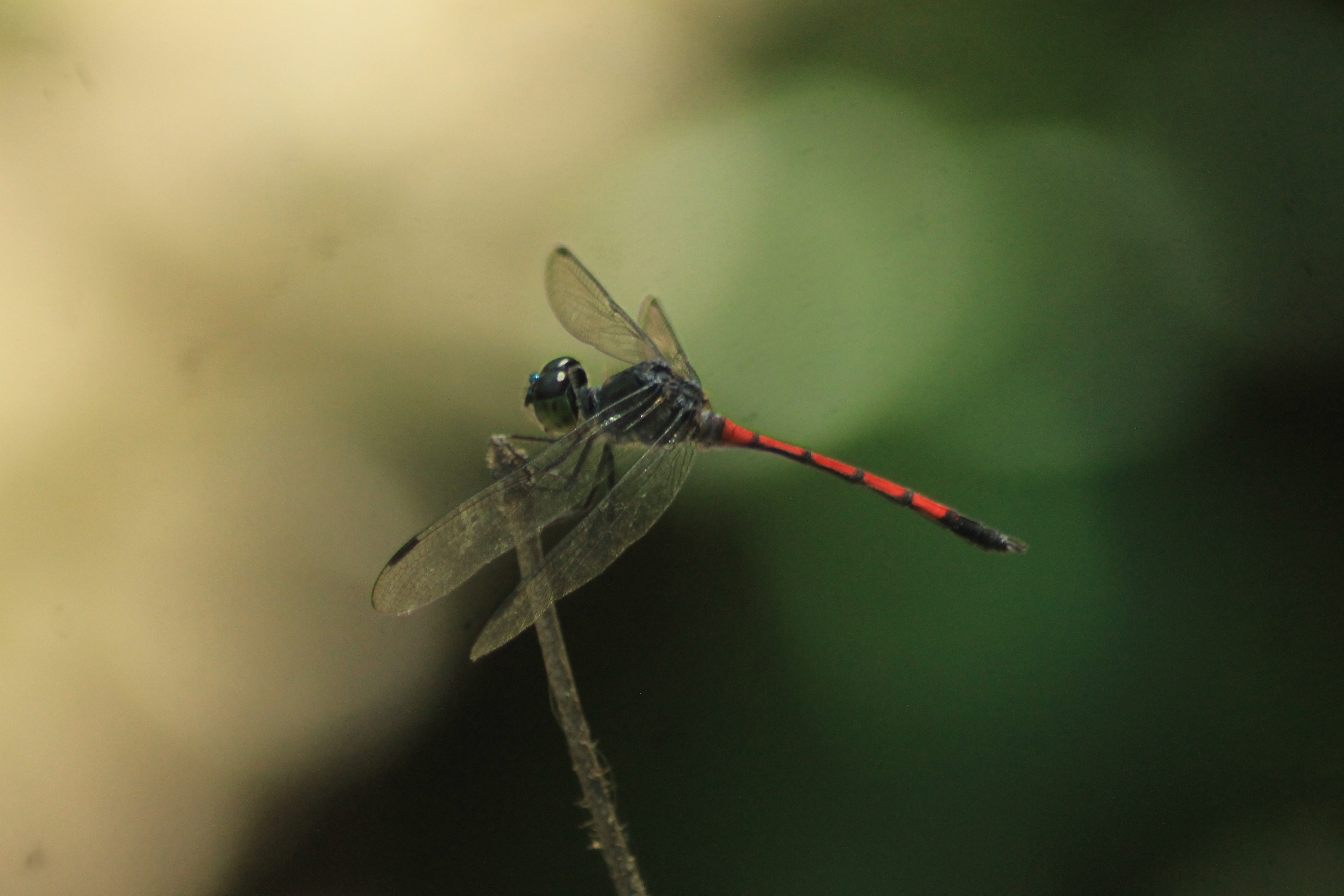 Agrionoptera insignis