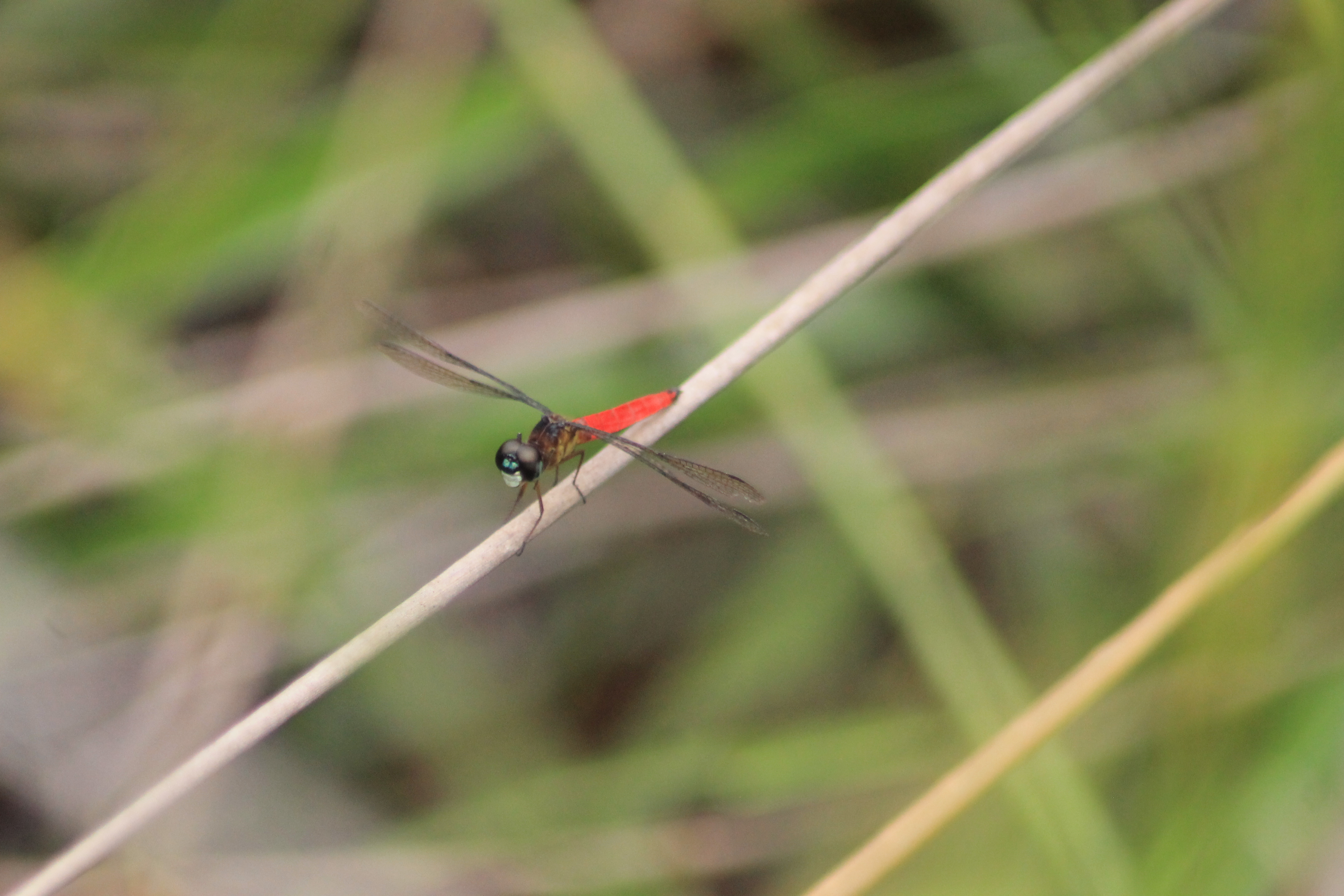 Orchithemis pulcherrima