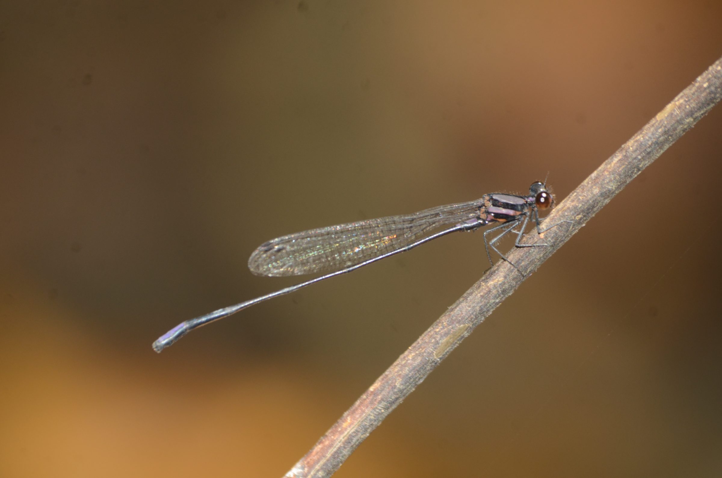 Database Update: New habitus image uploaded for Nososticta emphyla