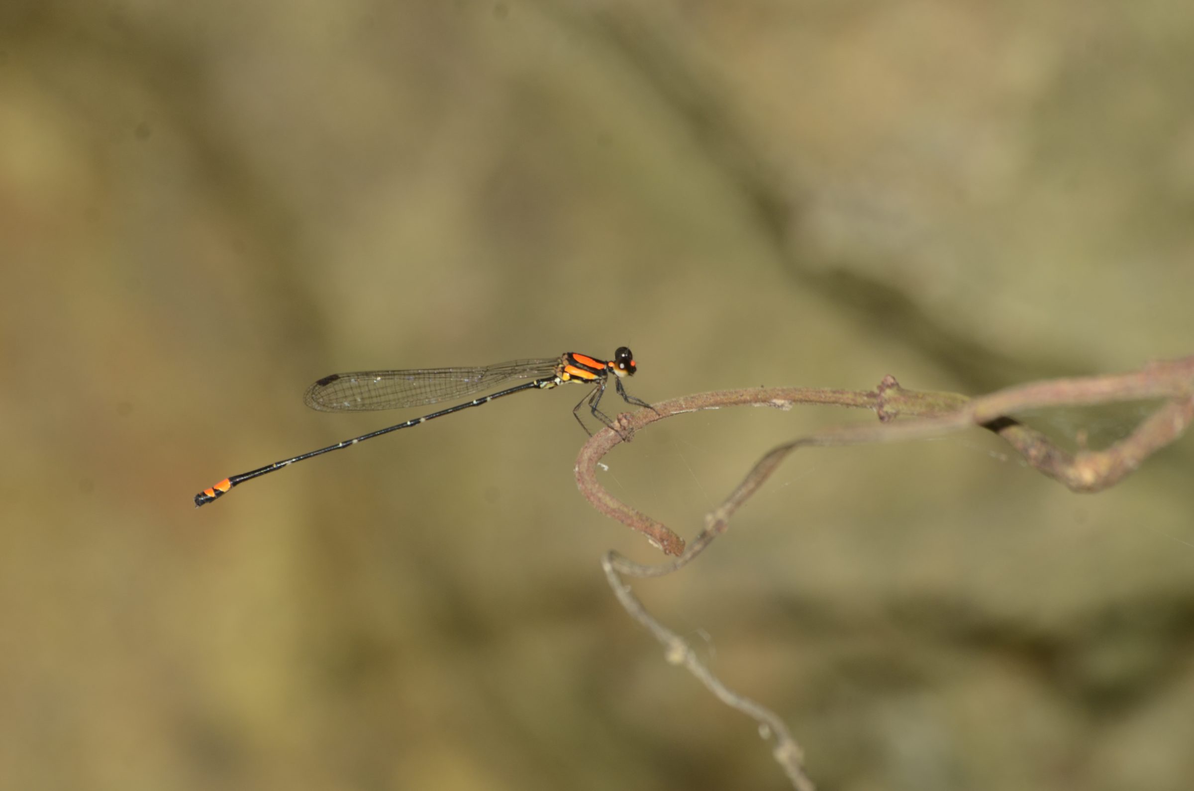 Nososticta selysi