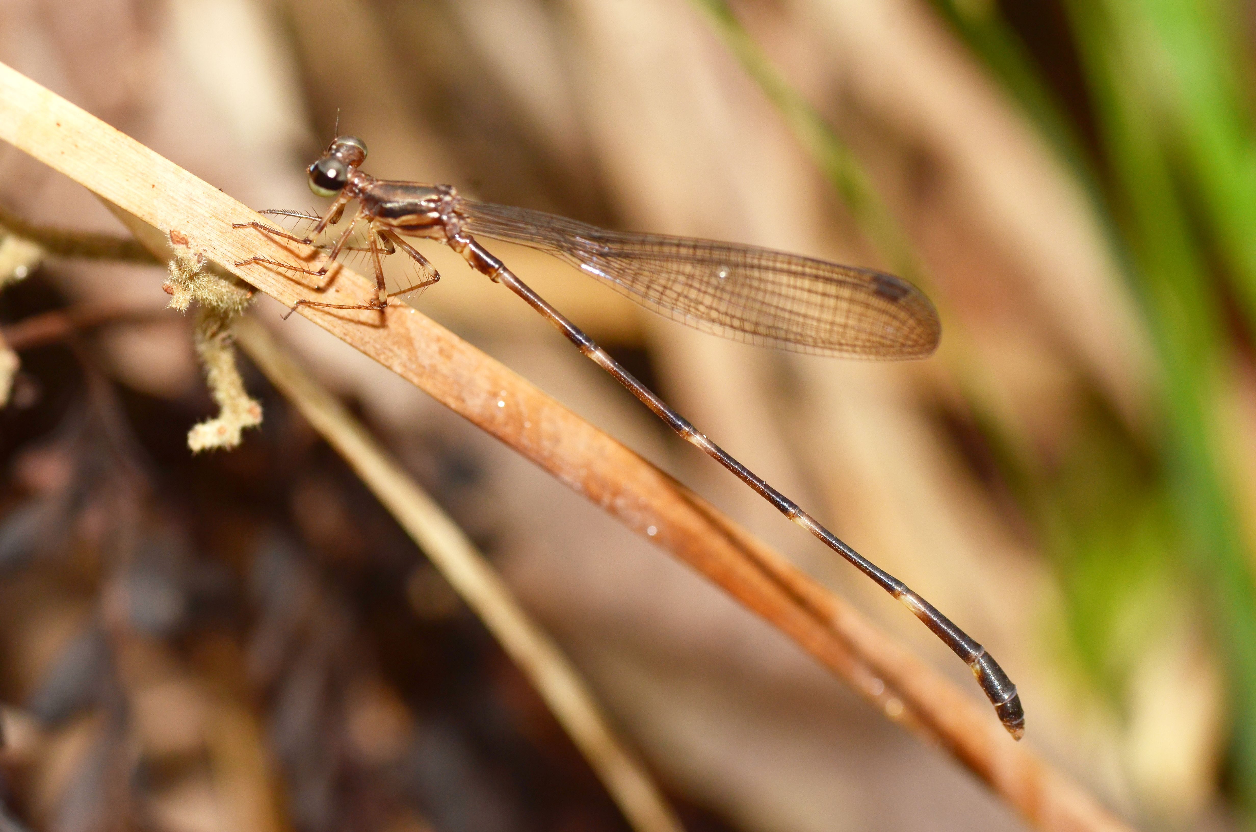 Database Update: Species Information Added for Maluku and Papua Drepanosticta