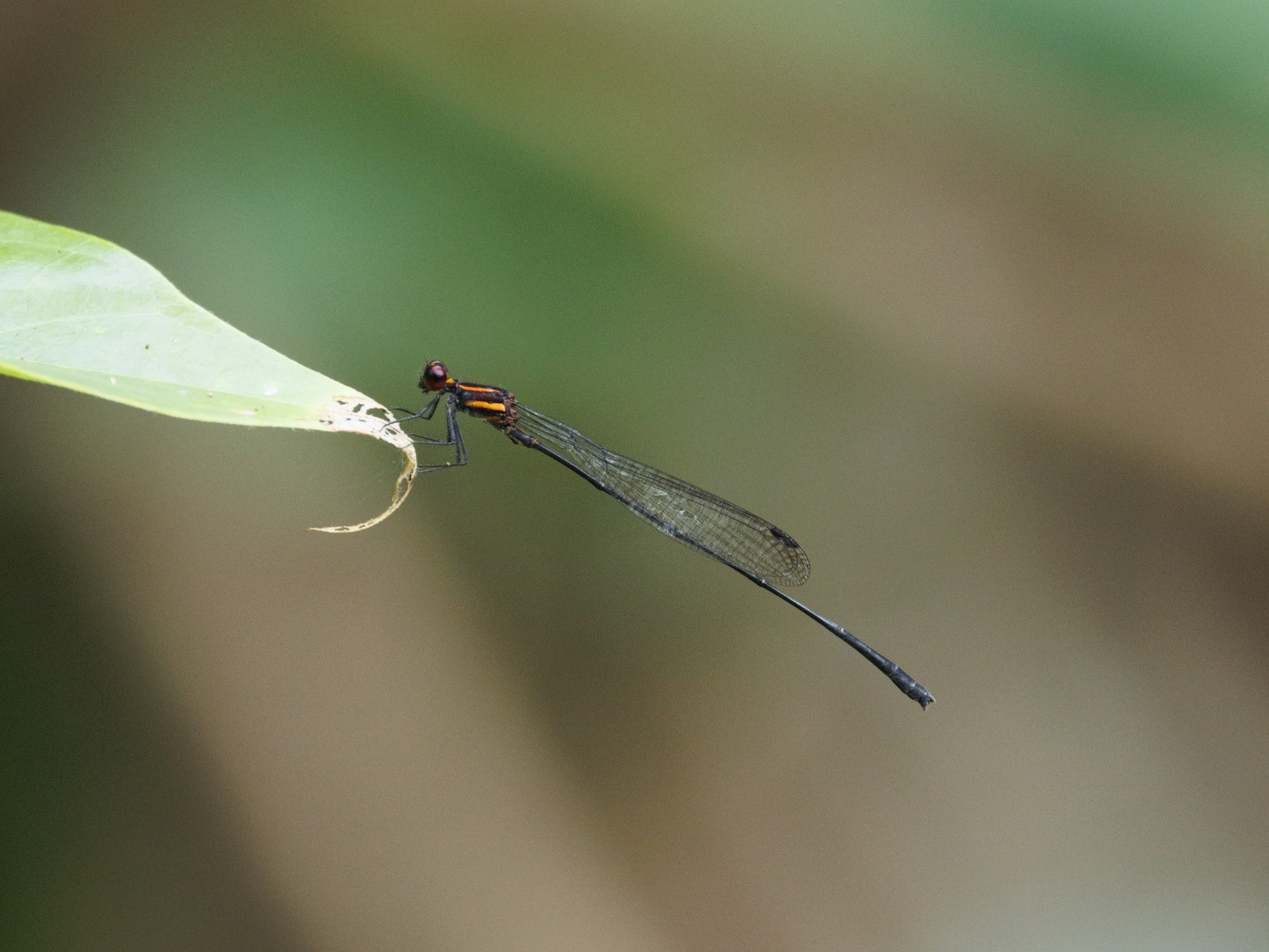 Prodasineura verticalis