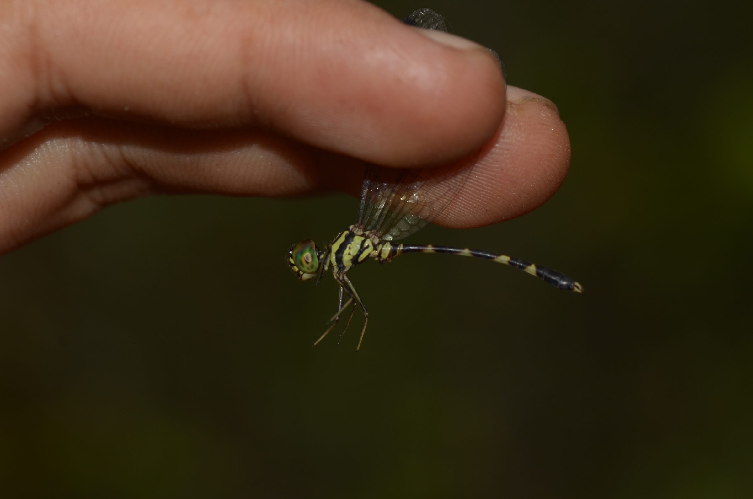 Nannophlebia anacharis