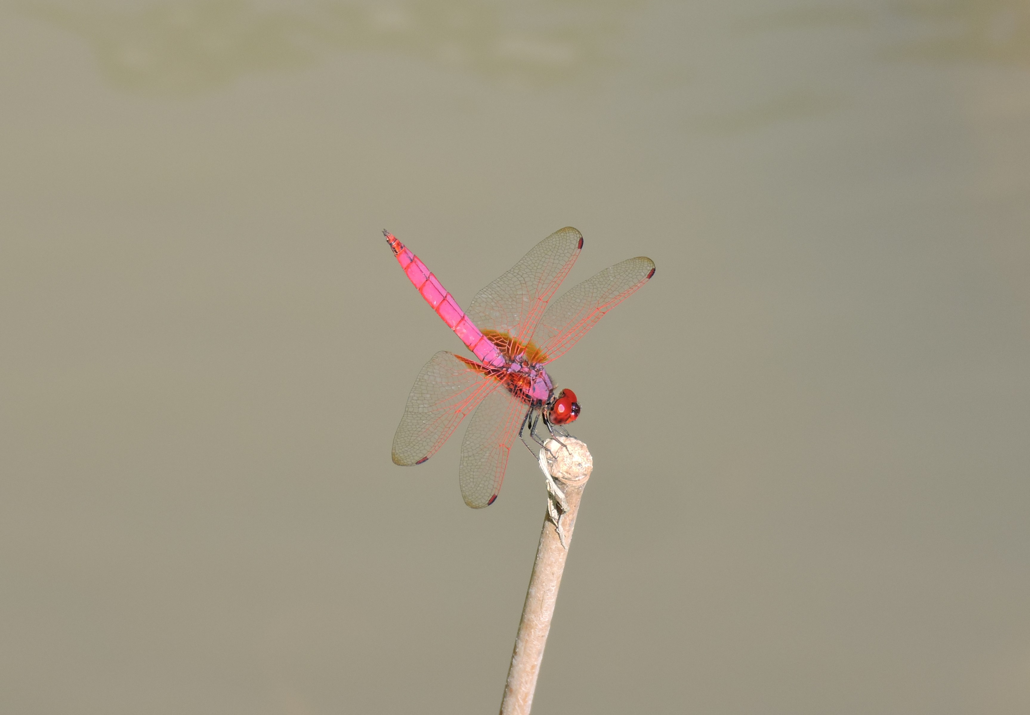 Trithemis aurora