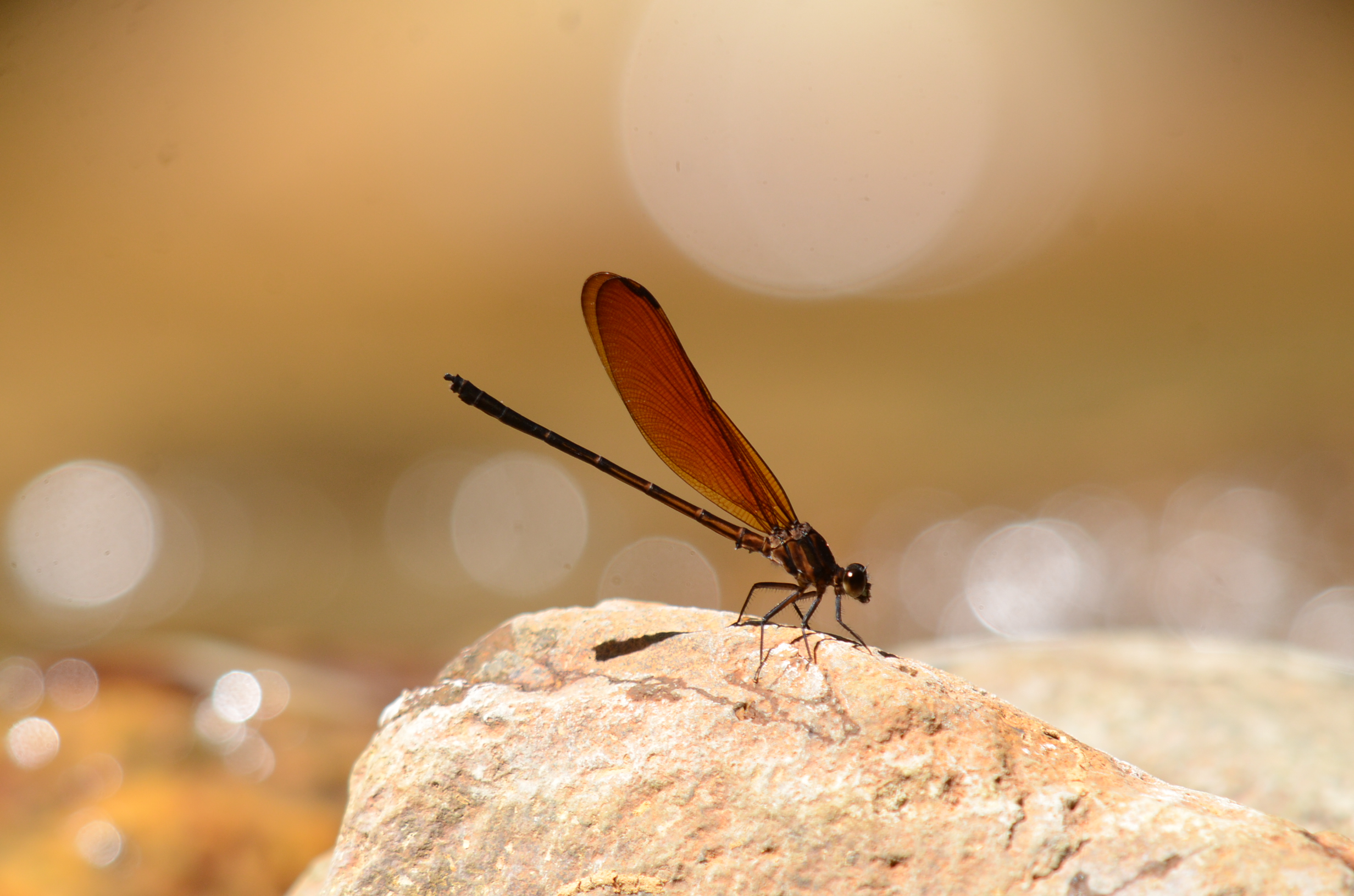Euphaea lara