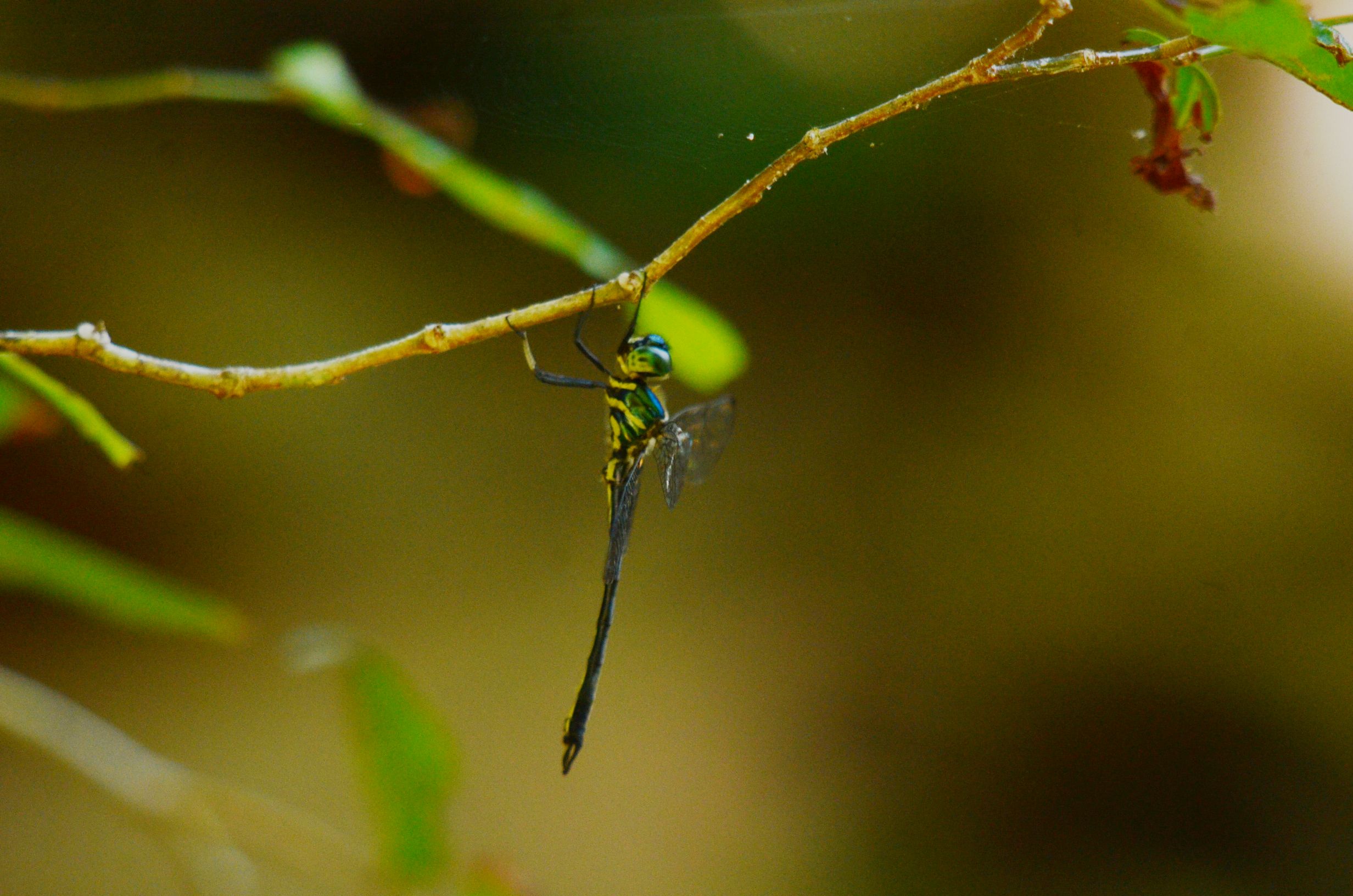 Idionyx murcia