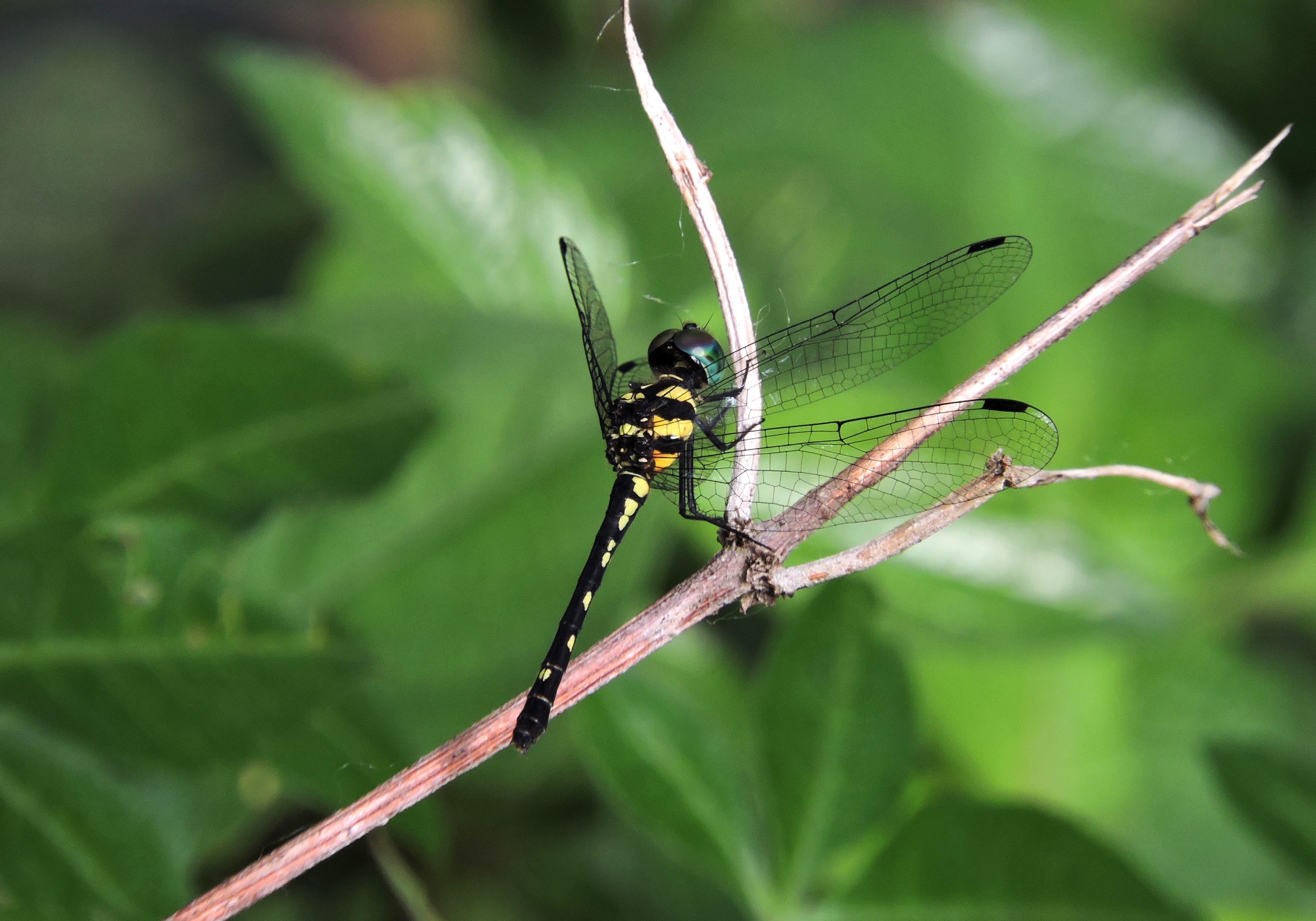 Tetrathemis hyalina