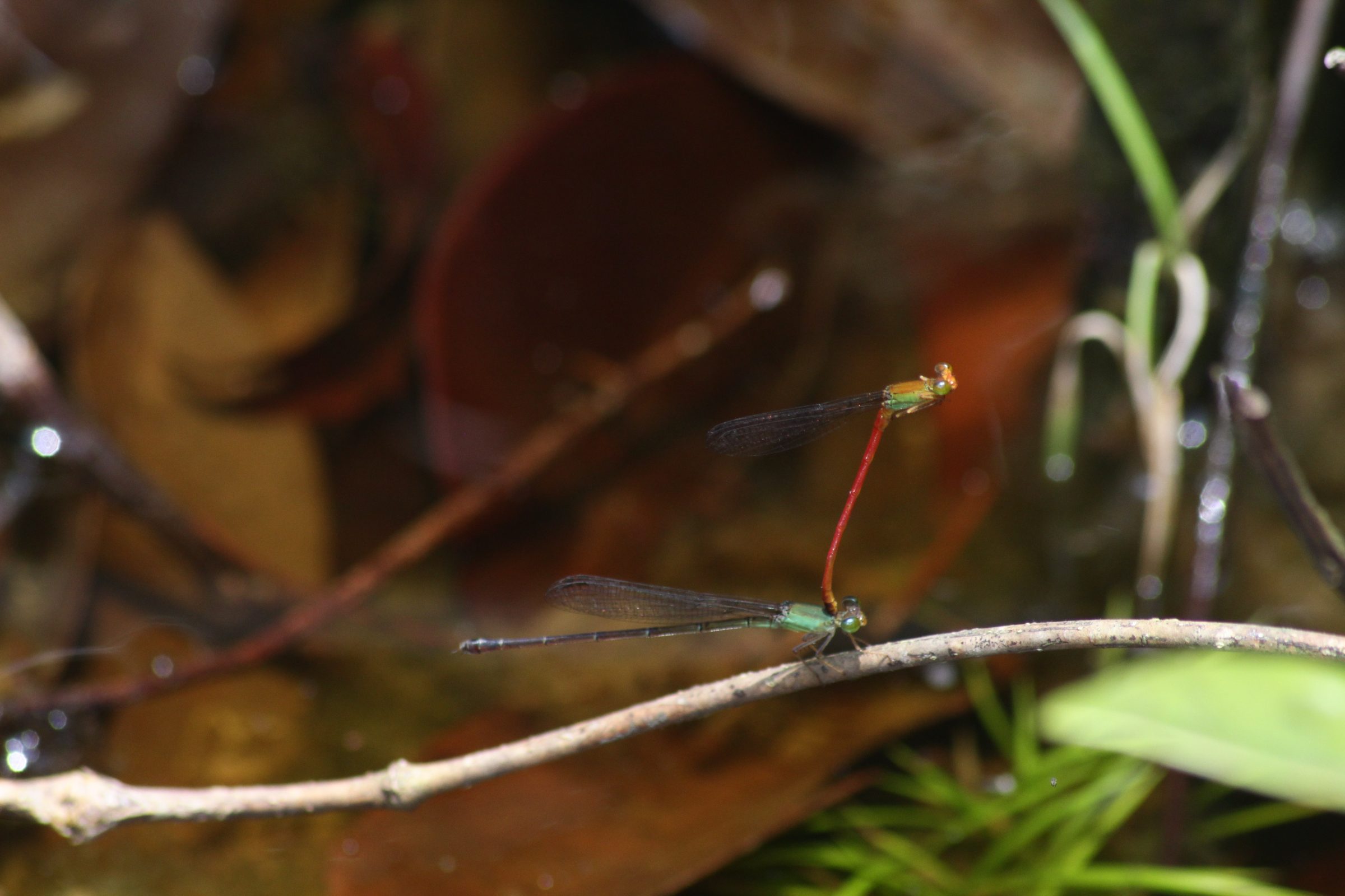 Ceriagrion bellona
