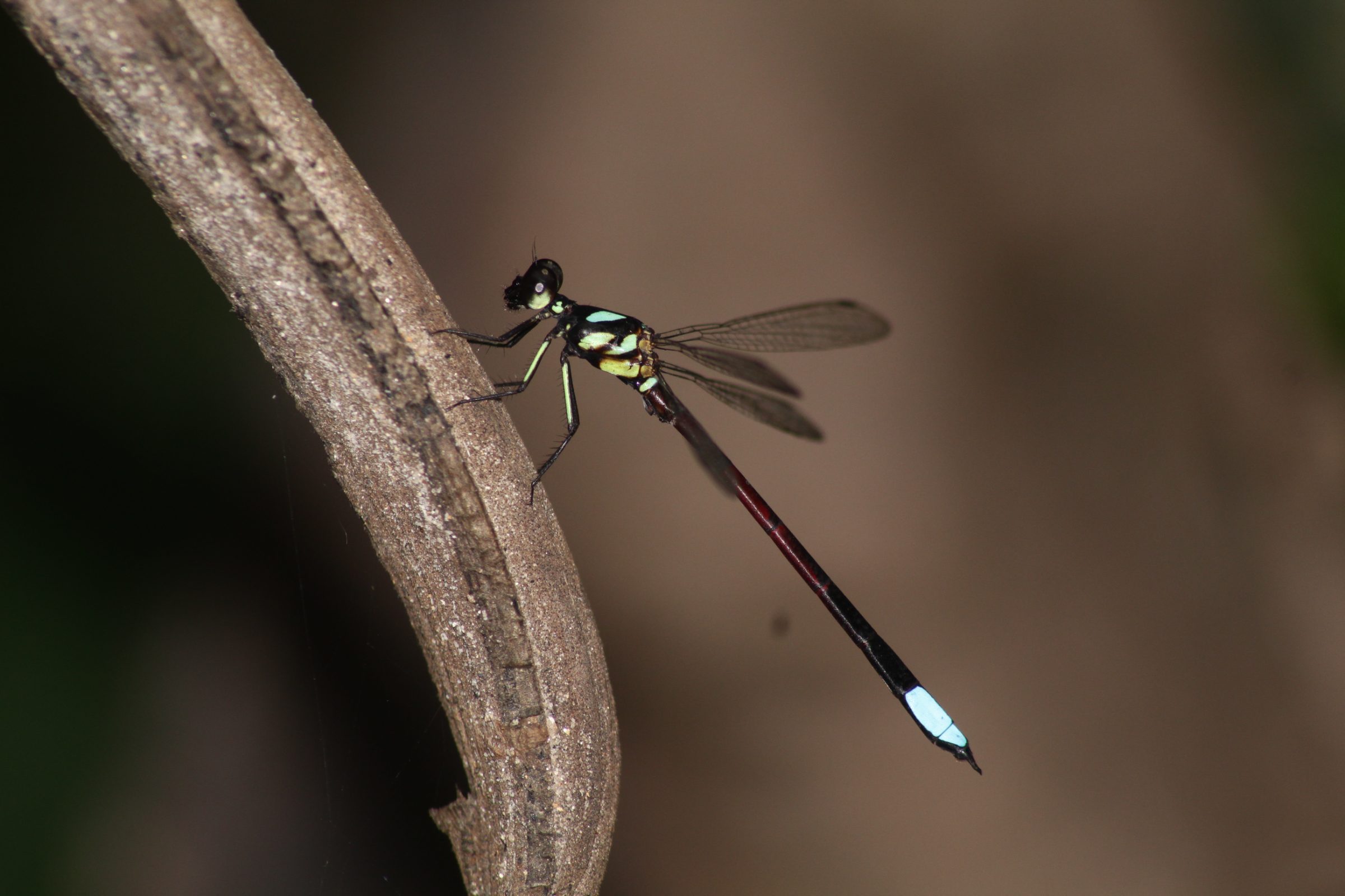 Rhinagrion borneense