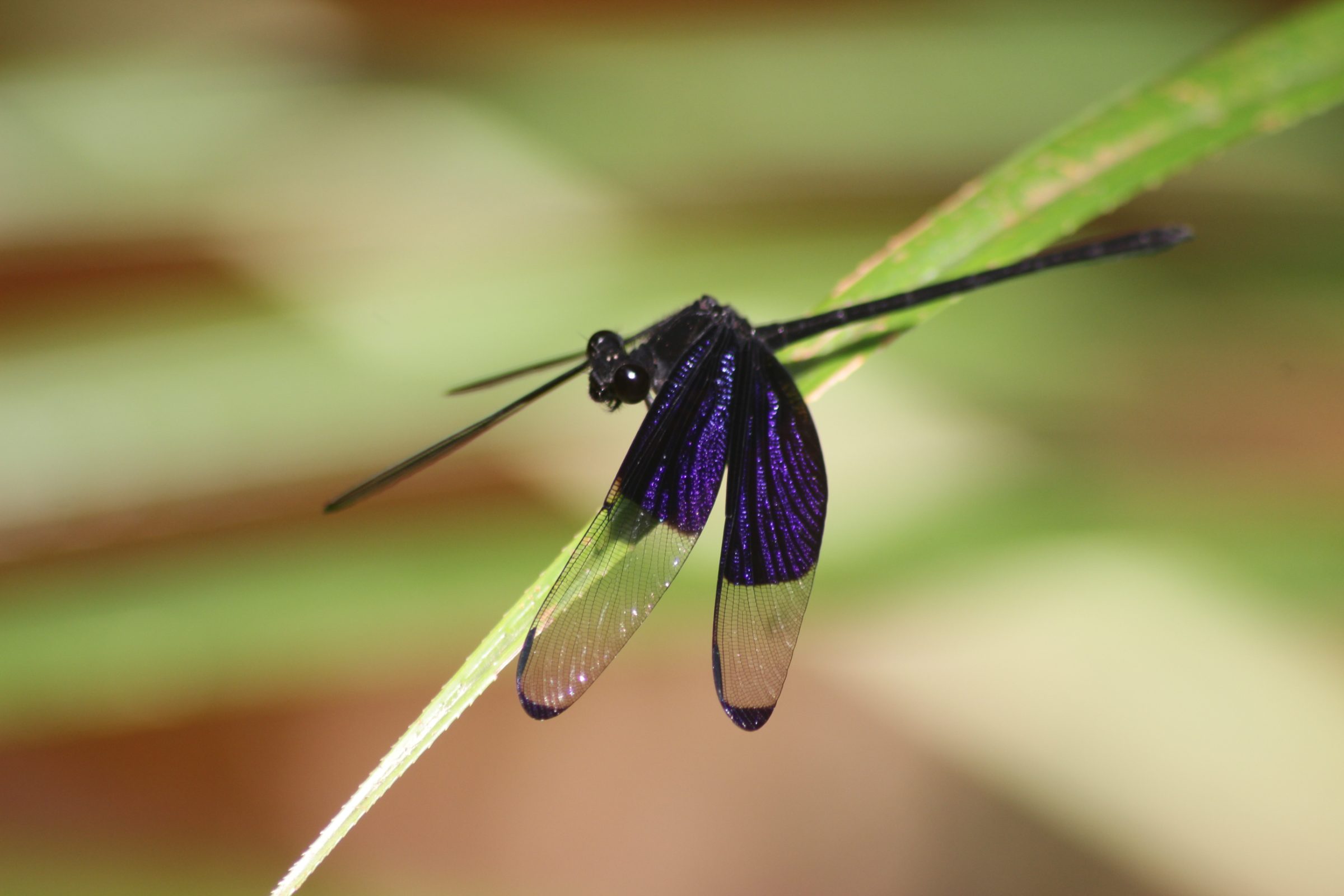 Dysphaea dimidiata