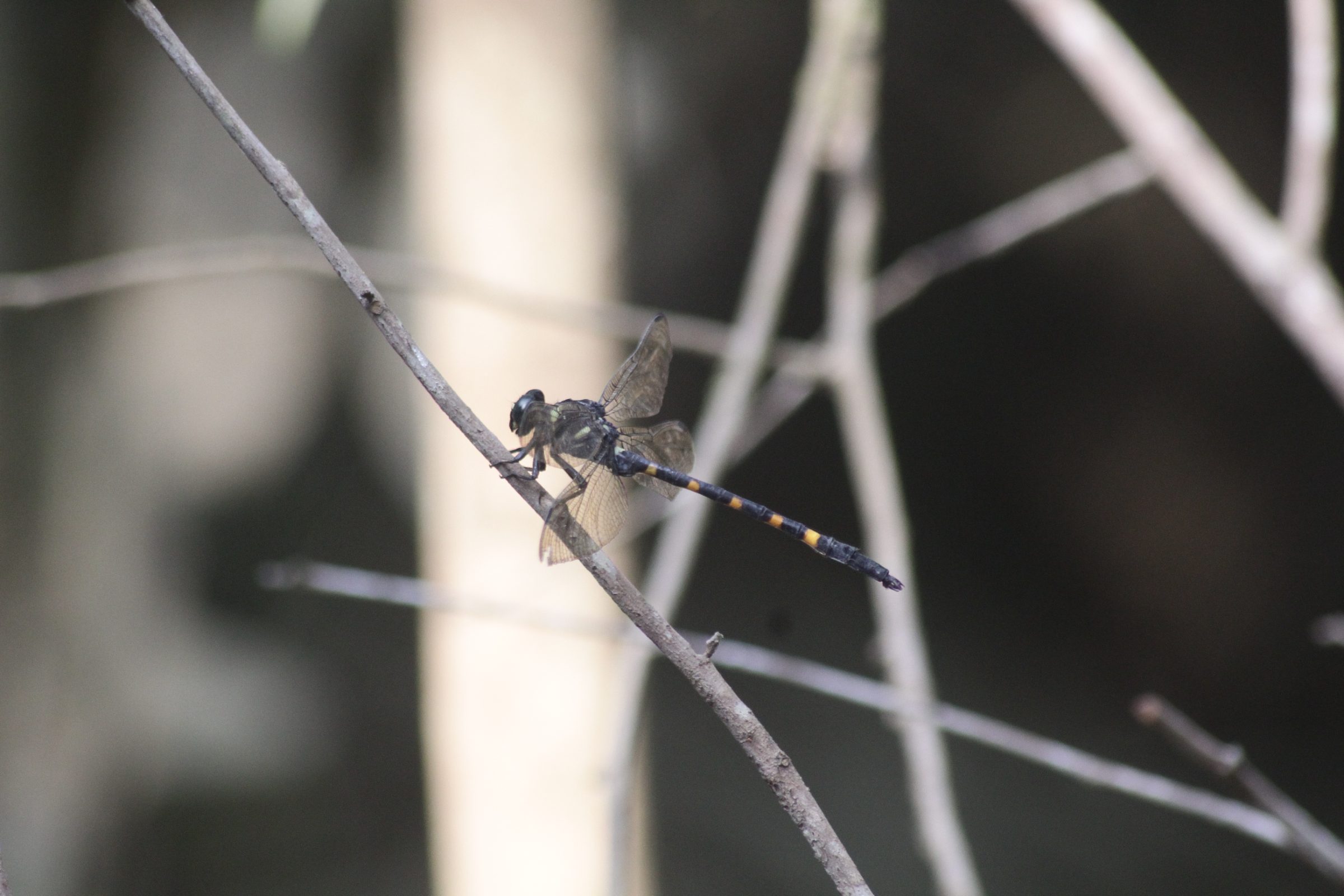 Macrogomphus quadratus