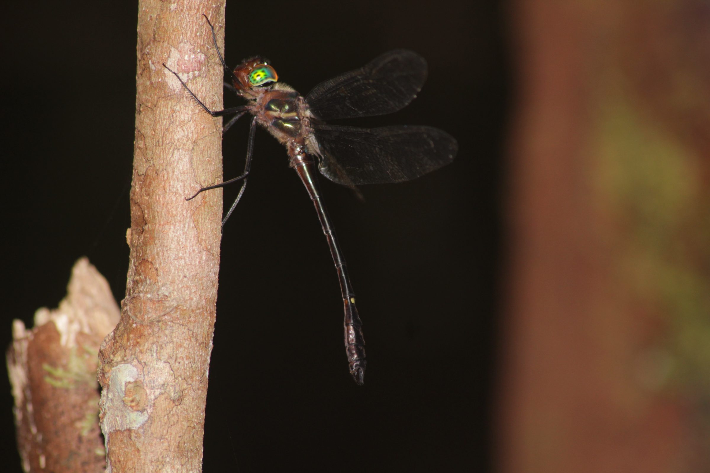 Macromia westwoodii
