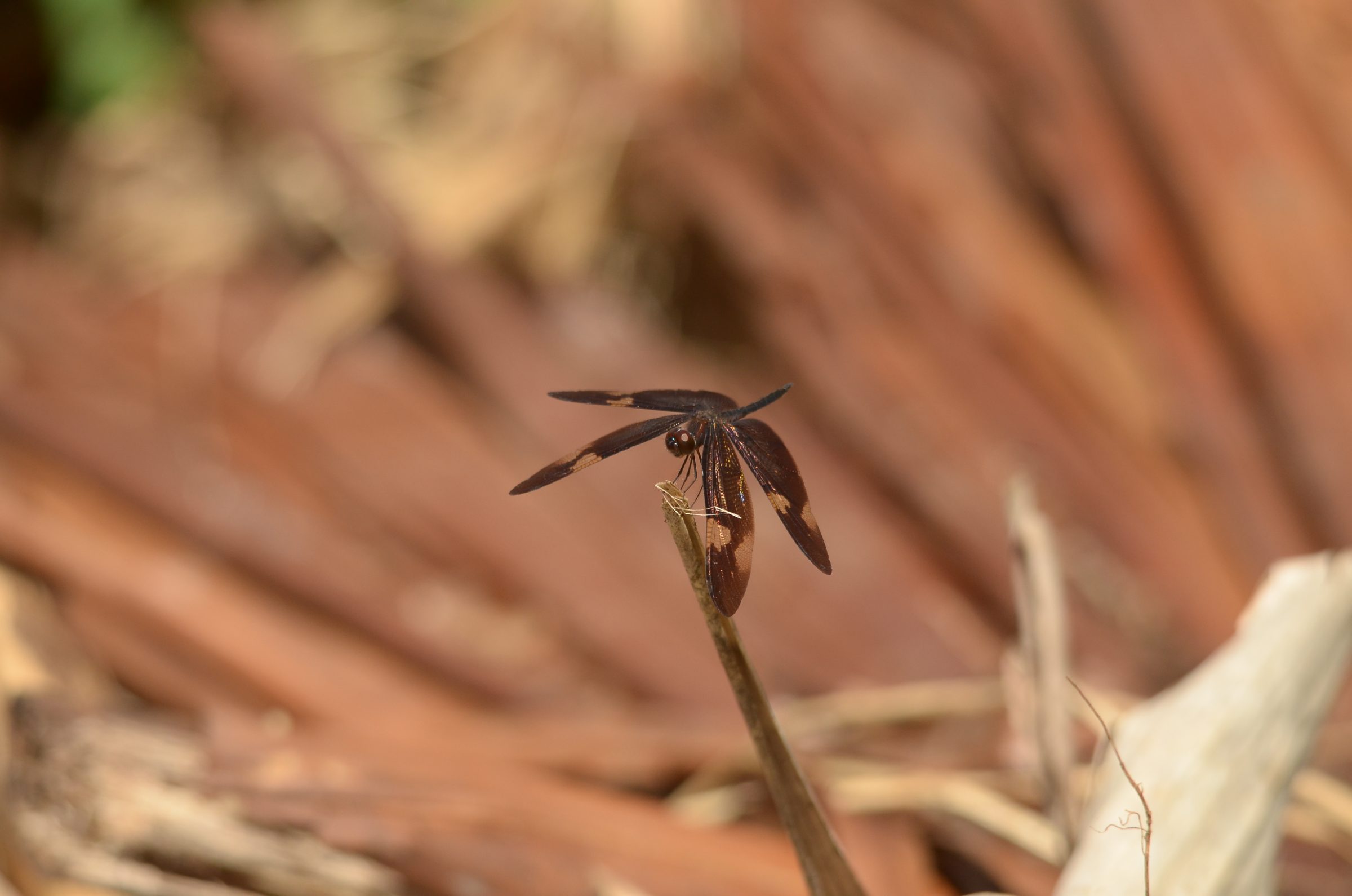 Rhyothemis princeps