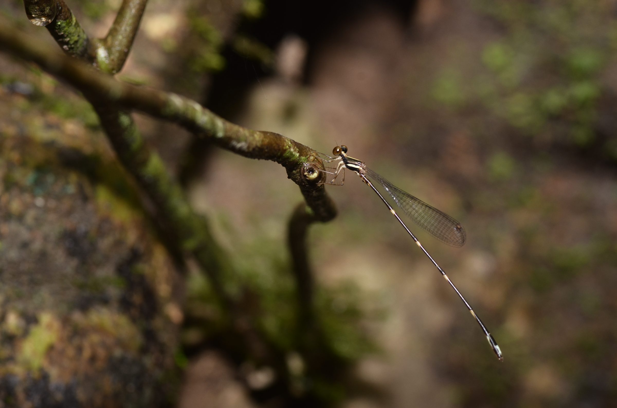 Drepanosticta berlandi