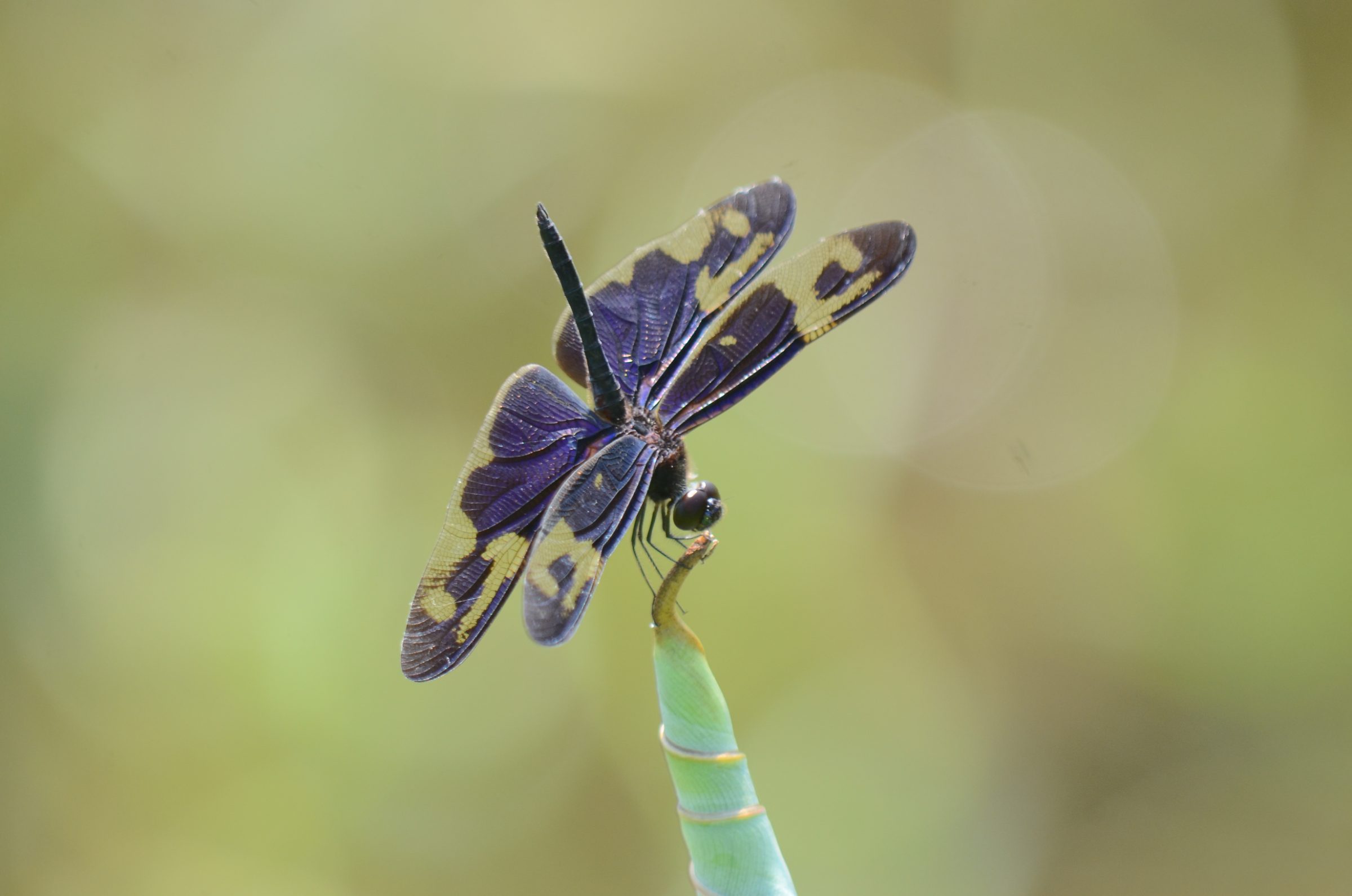 Rhyothemis regia