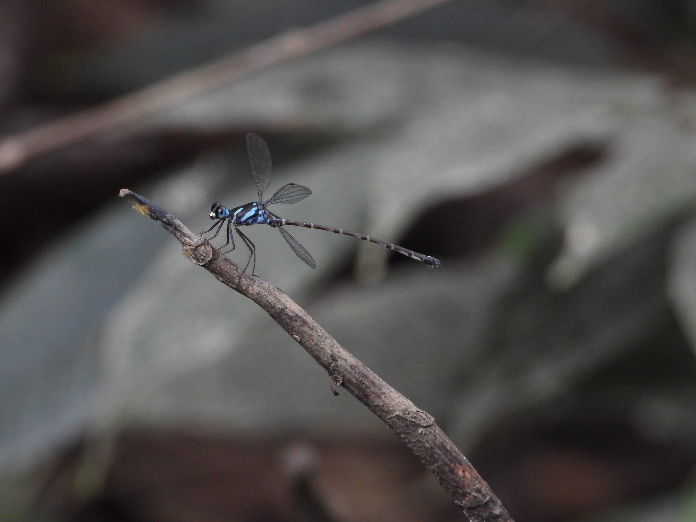 Podolestes orientalis