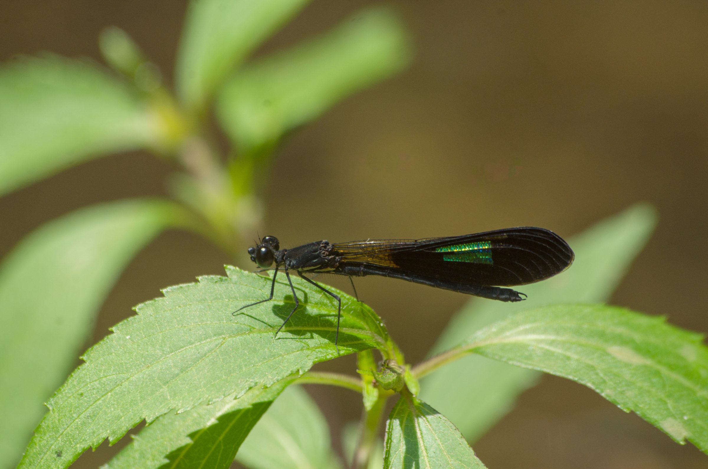Rhinocypha anisoptera
