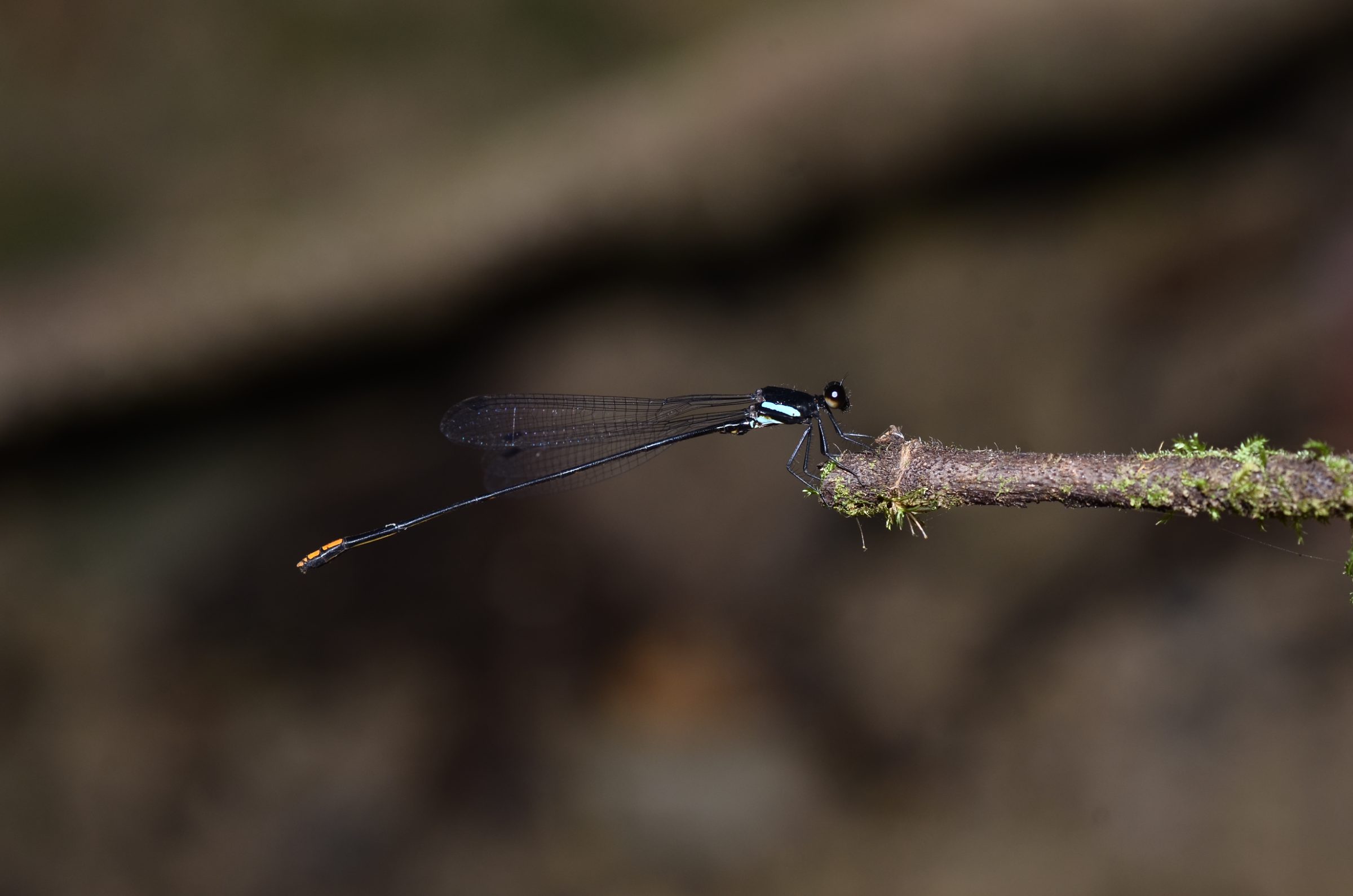 Nososticta dora