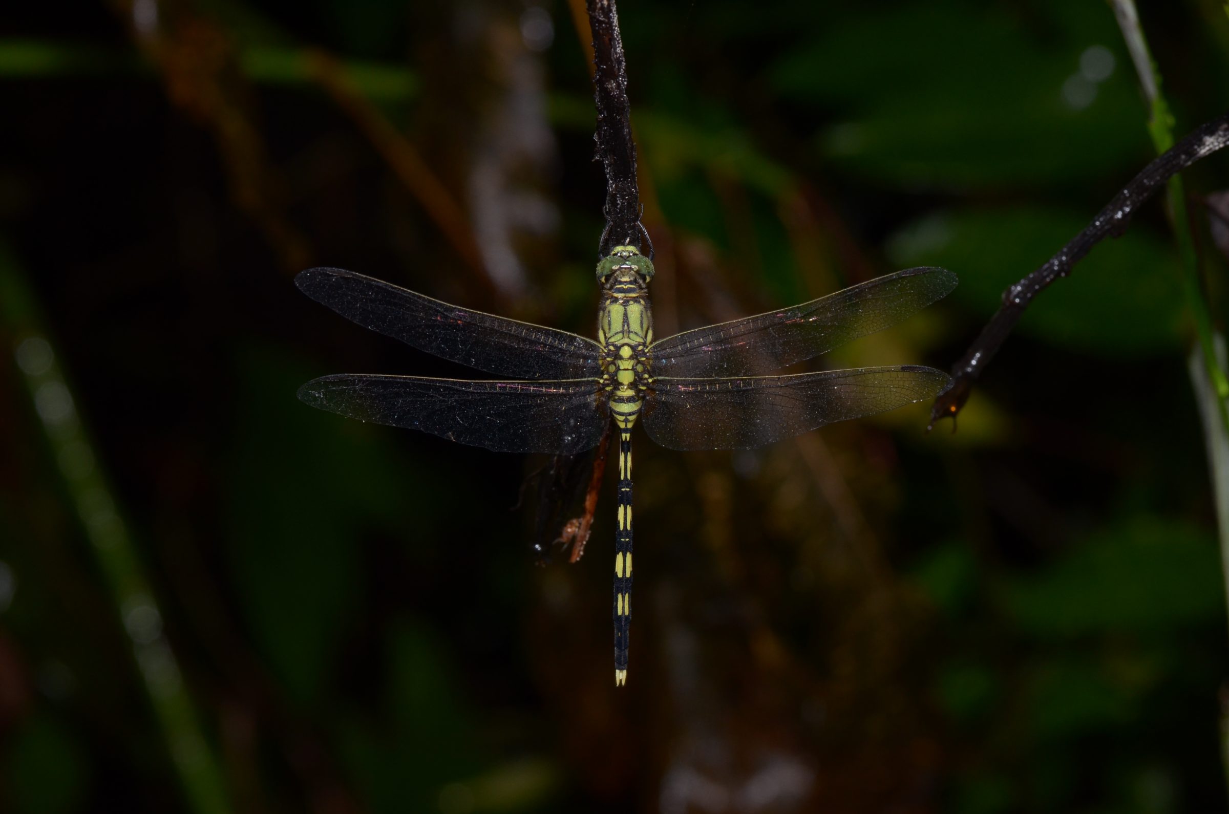 Orthetrum serapia