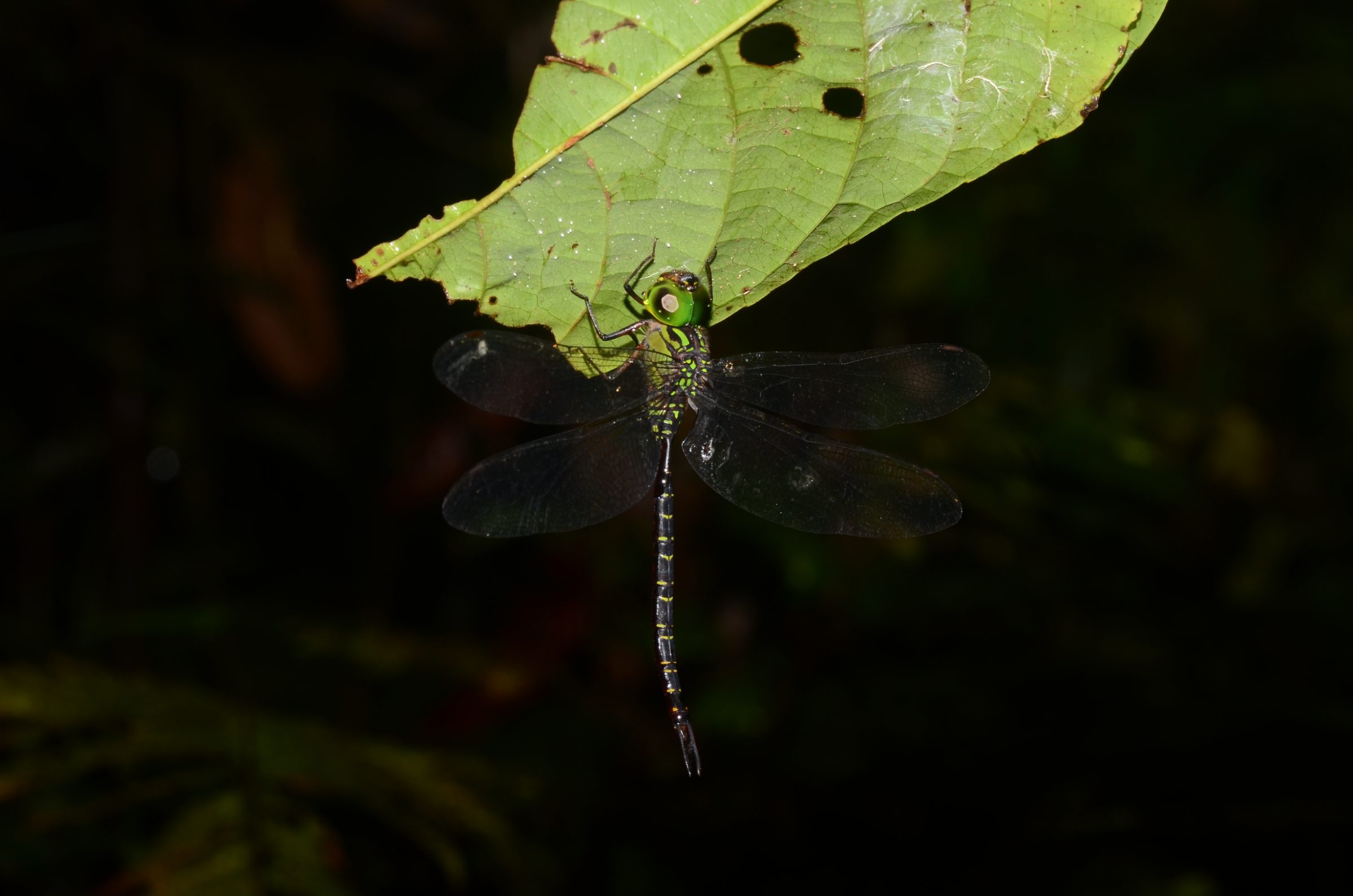 Agyrtacantha dirupta