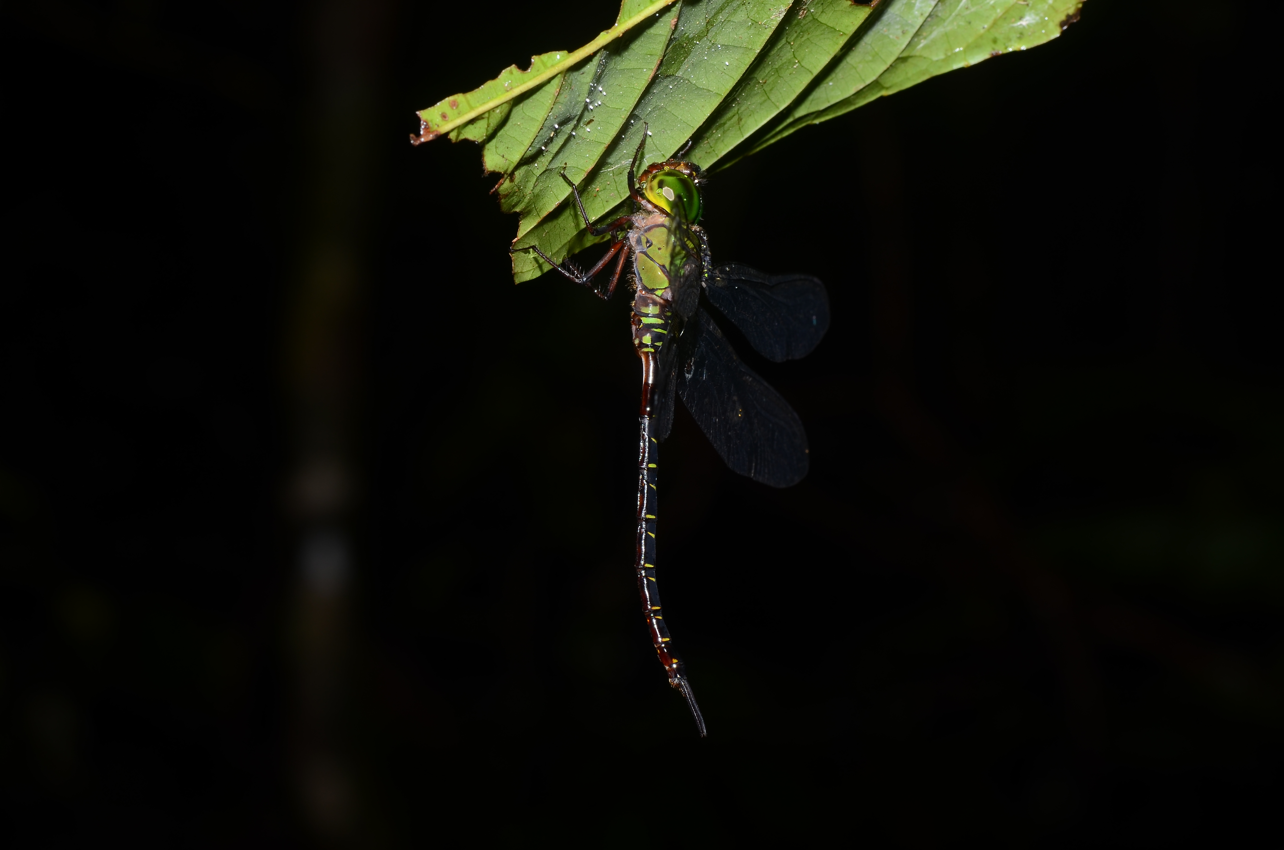 Agyrtacantha dirupta