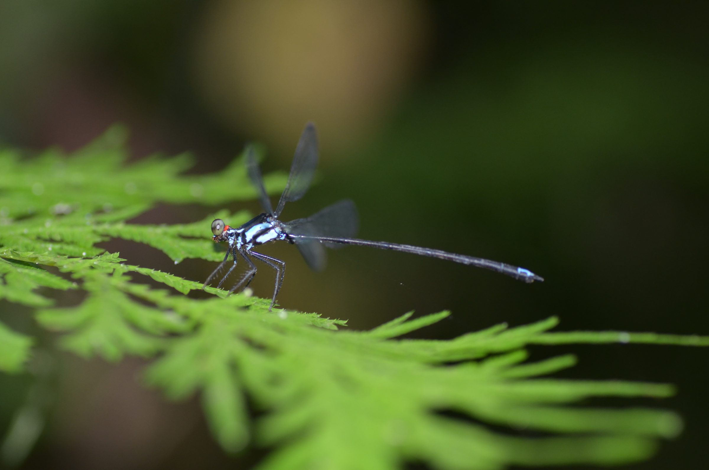 Metagrion subornatum