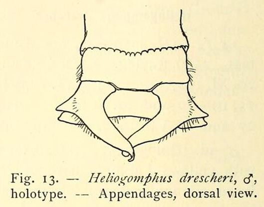Anal Appendage