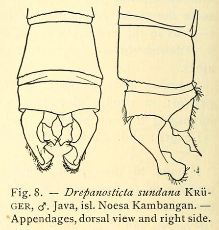 Anal Appendage