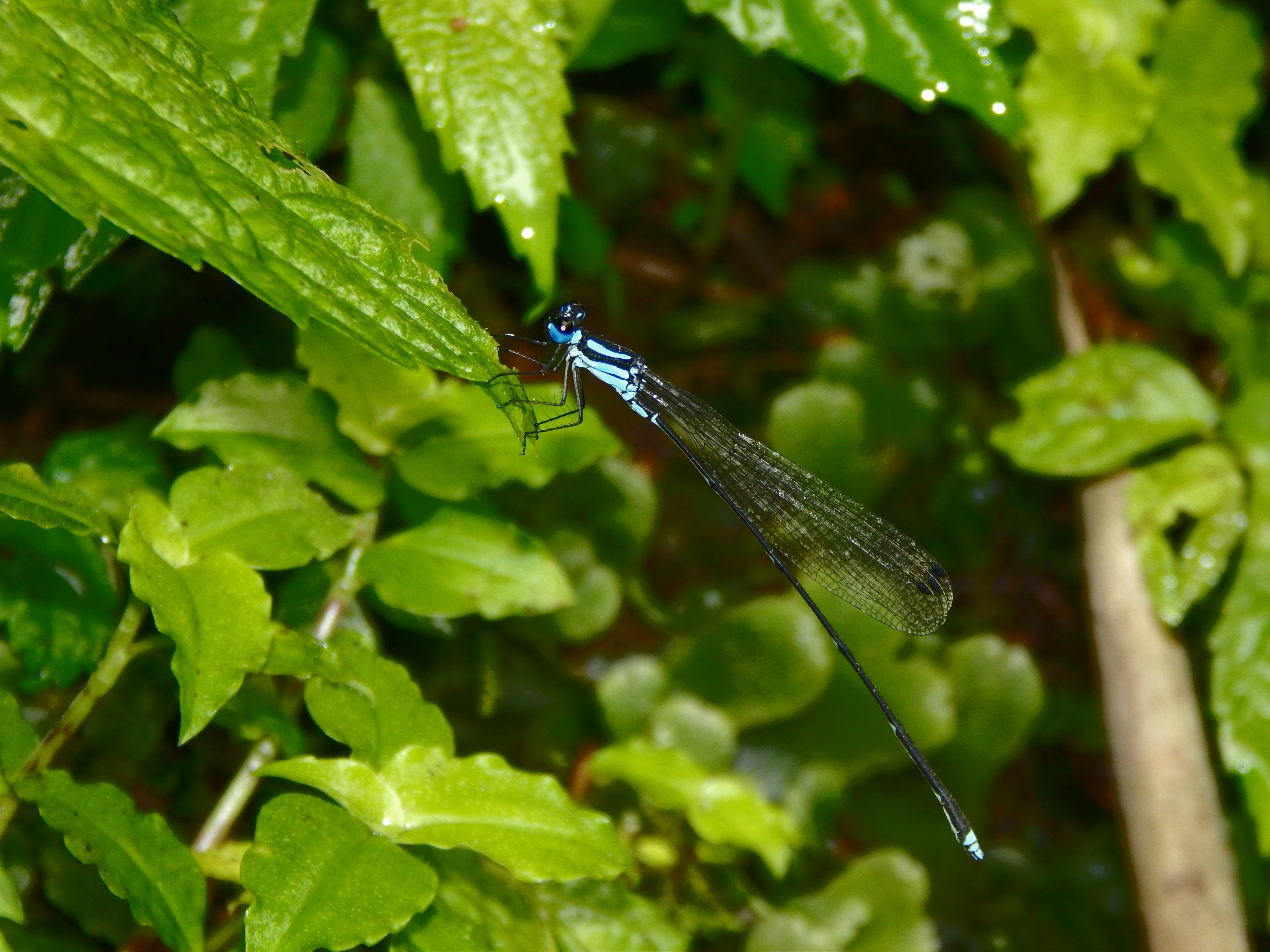 Coeliccia membranipes